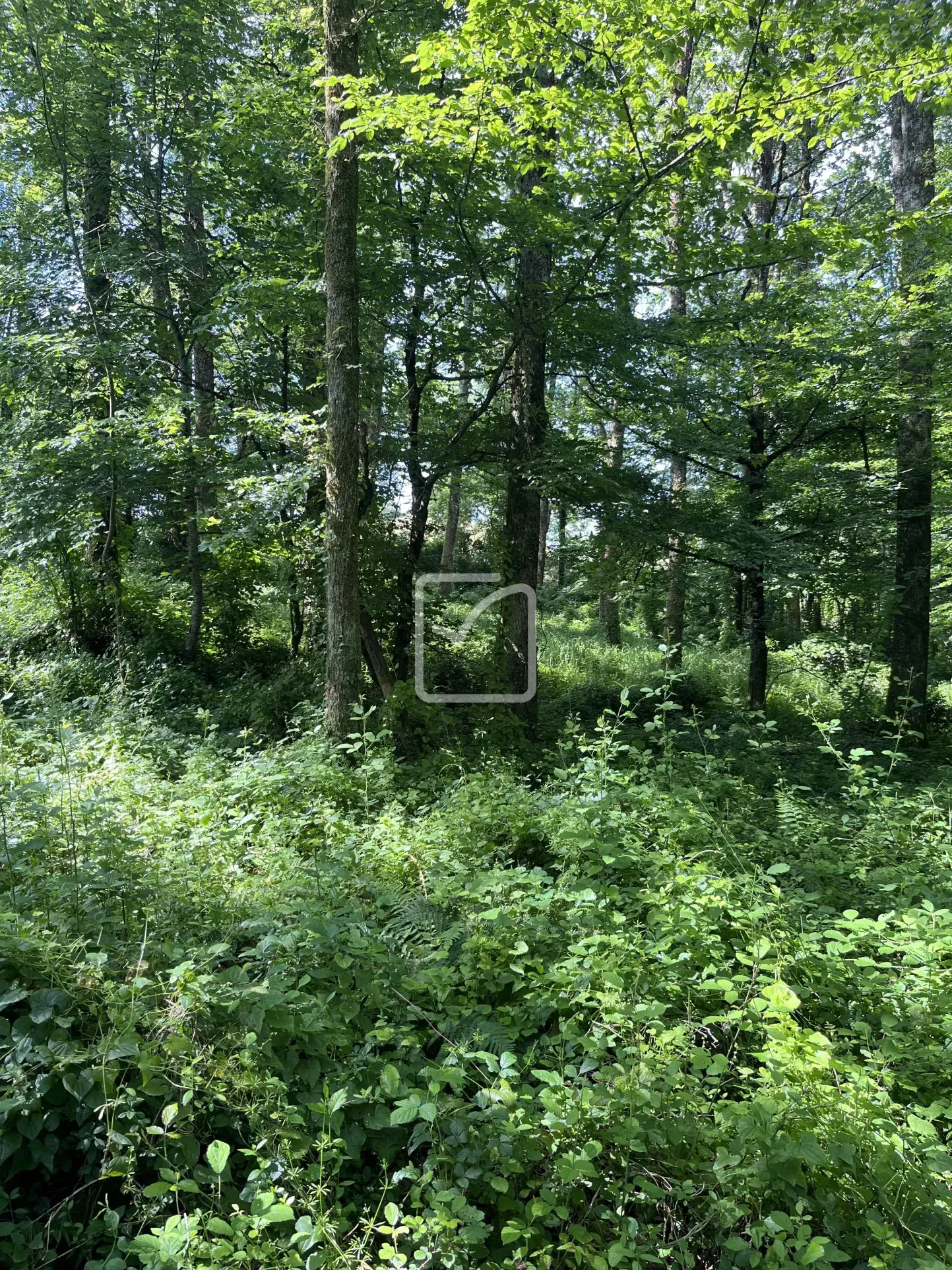 Terrain à vendre à Objat - 1,3 hectare en zone naturelle avec ruine et source 