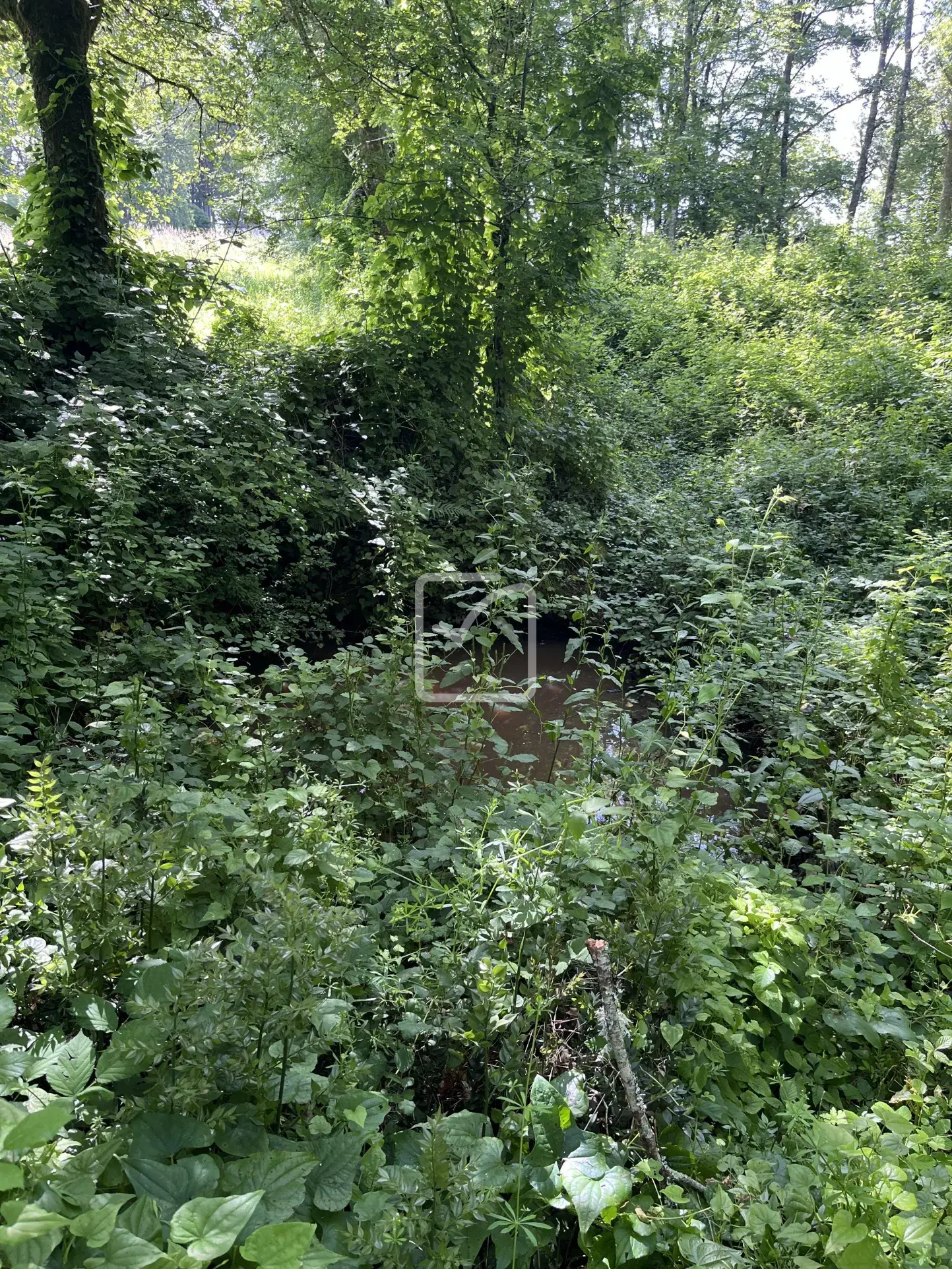 Terrain à vendre à Objat - 1,3 hectare en zone naturelle avec ruine et source 