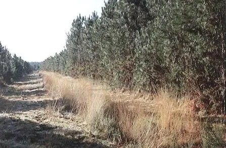 Terrain constructible en forêt à Lacanau – Achat aux enchères à partir de 26 200 € 