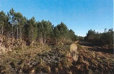 Terrain constructible en forêt à Lacanau – Achat aux enchères à partir de 26 200 € 
