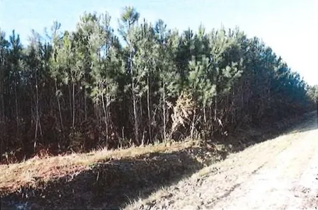 Terrain constructible en forêt à Lacanau – Achat aux enchères à partir de 26 200 € 