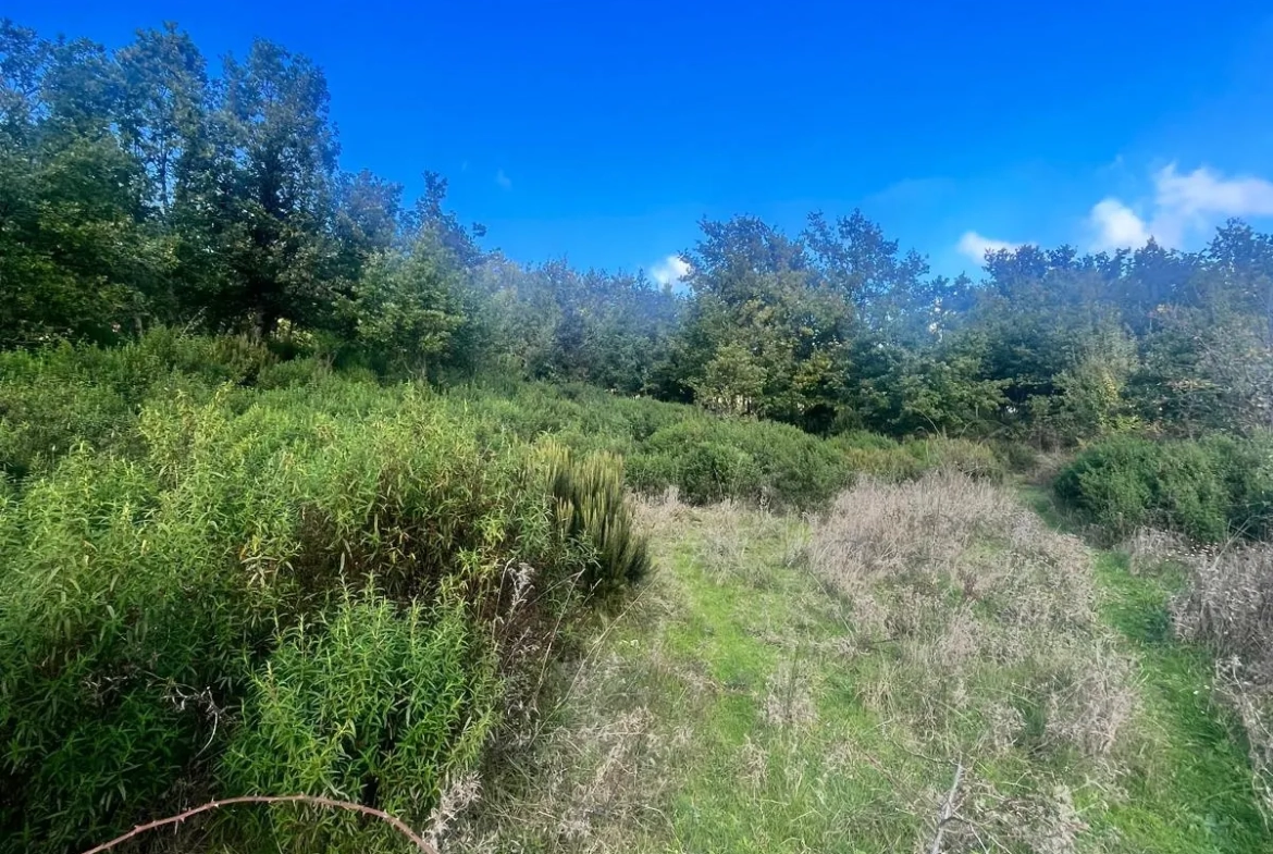 Terrains constructibles à Murato - Emplacement privilégié et cadre arboré 