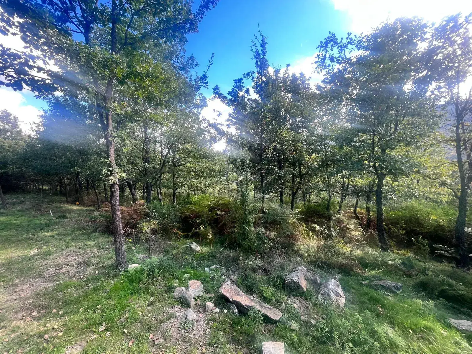 Terrains constructibles à Murato - Emplacement privilégié et cadre arboré 