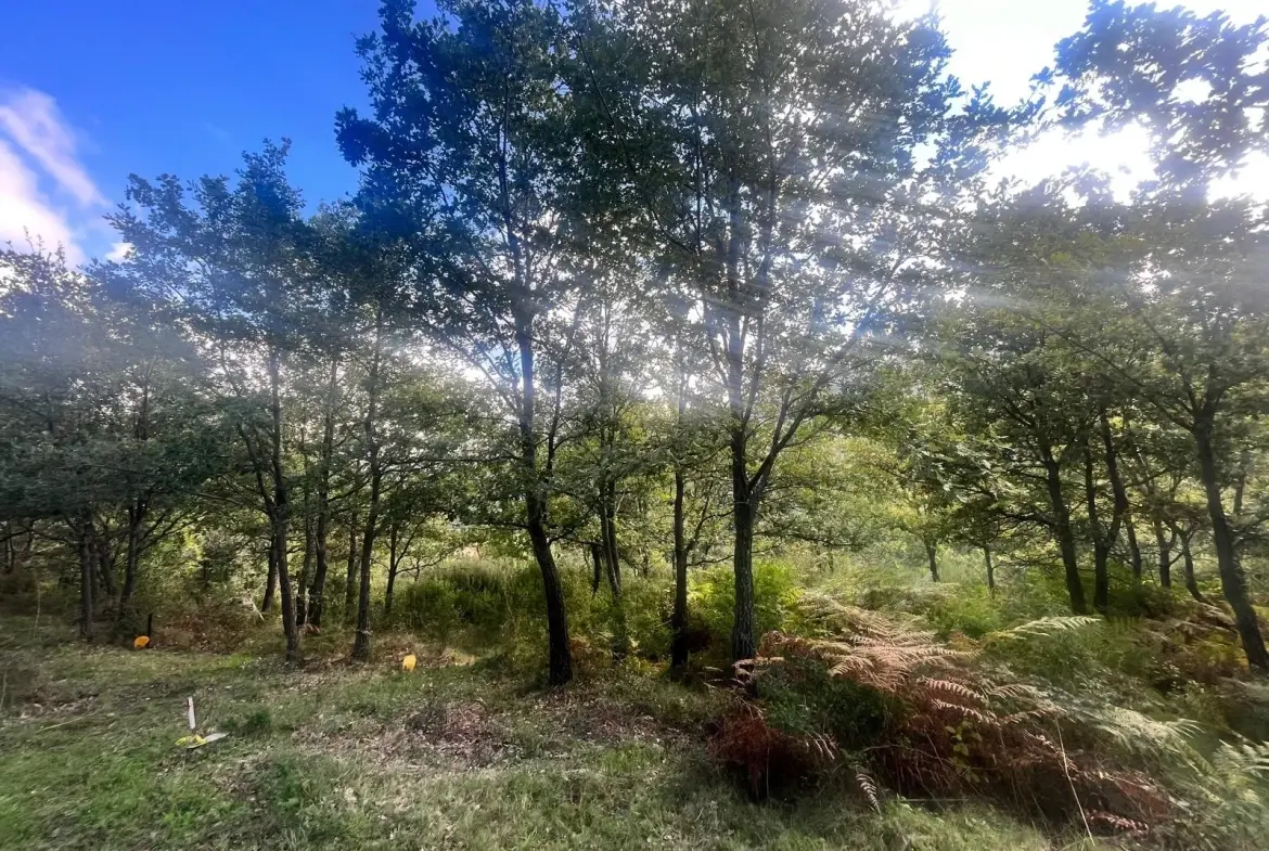 Terrains constructibles à Murato - Emplacement privilégié et cadre arboré 