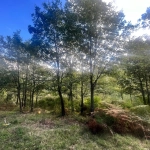 Terrains constructibles à Murato - Emplacement privilégié et cadre arboré