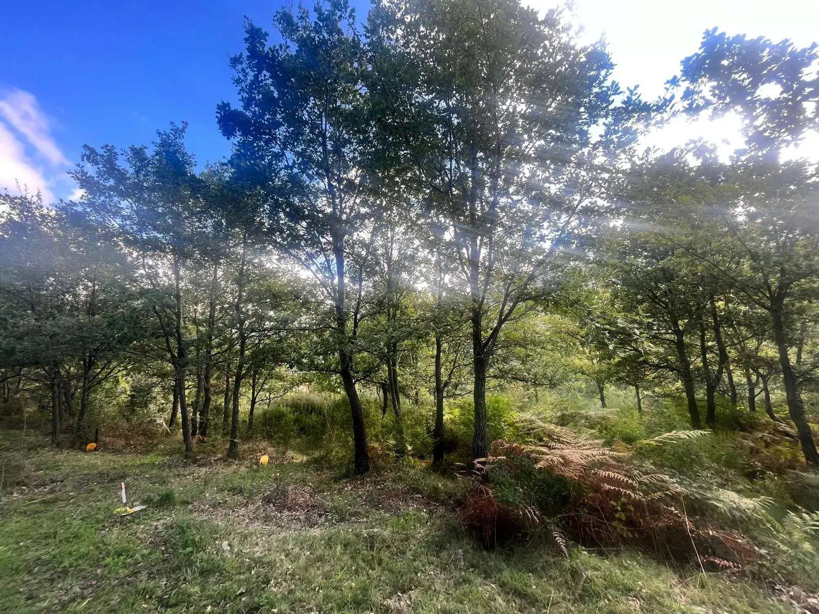 Terrains constructibles à Murato - Emplacement privilégié et cadre arboré 