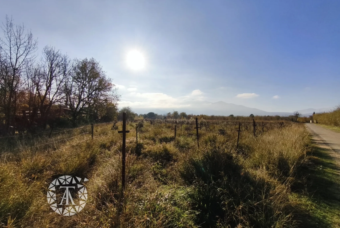 Terrain non constructible avec vigne à Villelongue-dels-Monts de 5110m² 