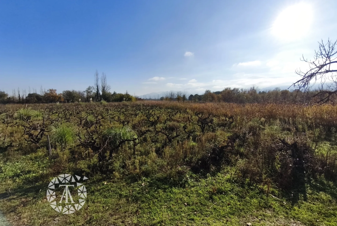 Terrain non constructible avec vigne à Villelongue-dels-Monts de 5110m² 