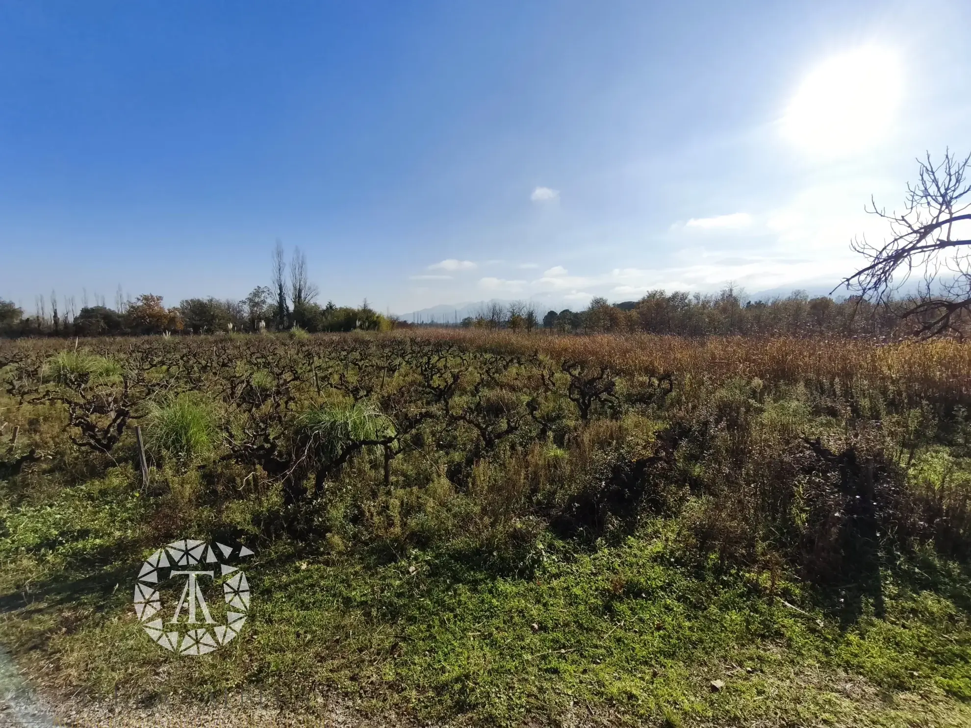 Terrain non constructible avec vigne à Villelongue-dels-Monts de 5110m² 