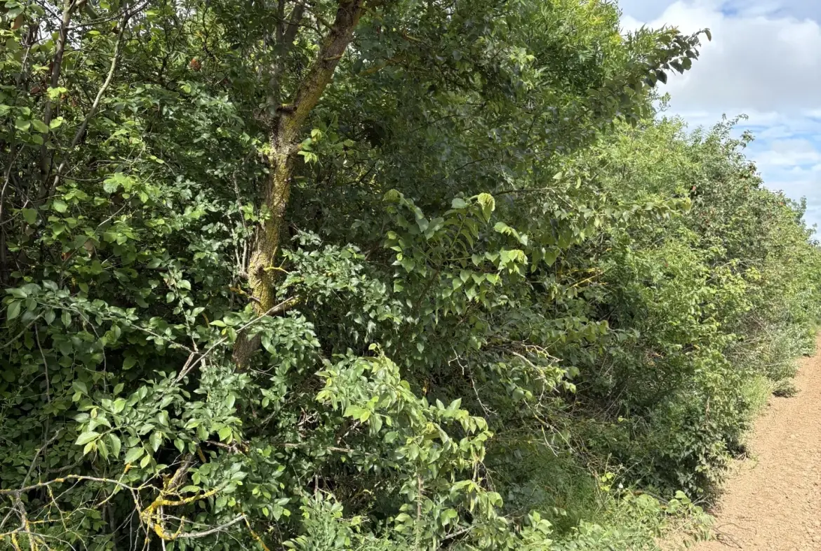 Terrain de loisir à vendre à Florensac - 3 800 m² près des plages méditerranéennes 
