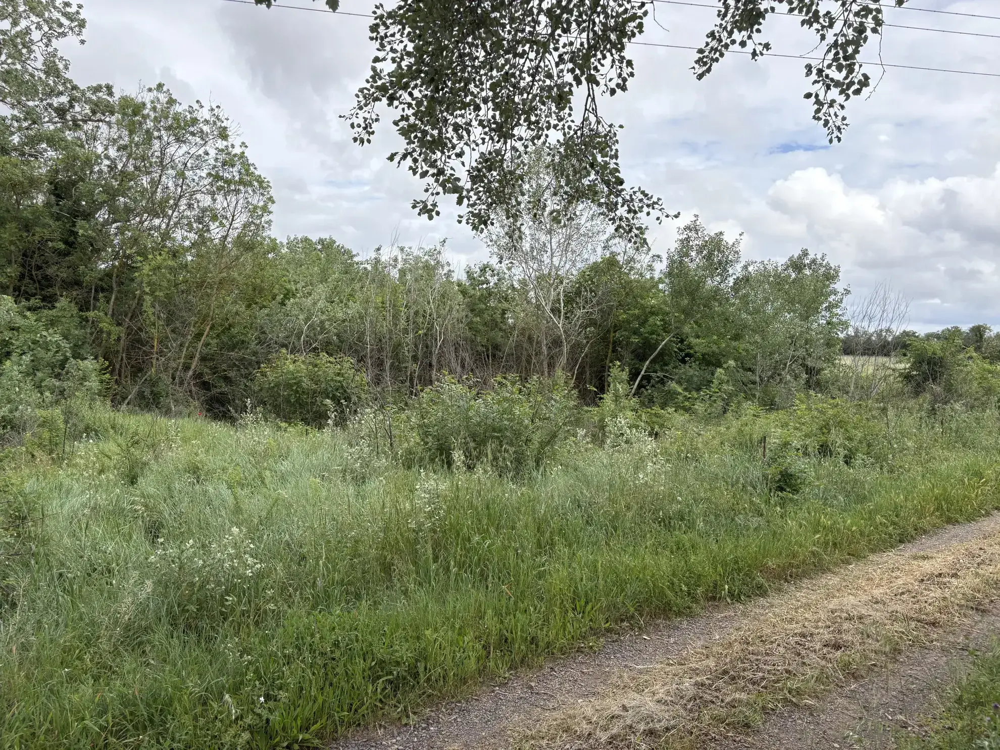 Terrain de loisir à vendre à Florensac - 3 800 m² près des plages méditerranéennes 