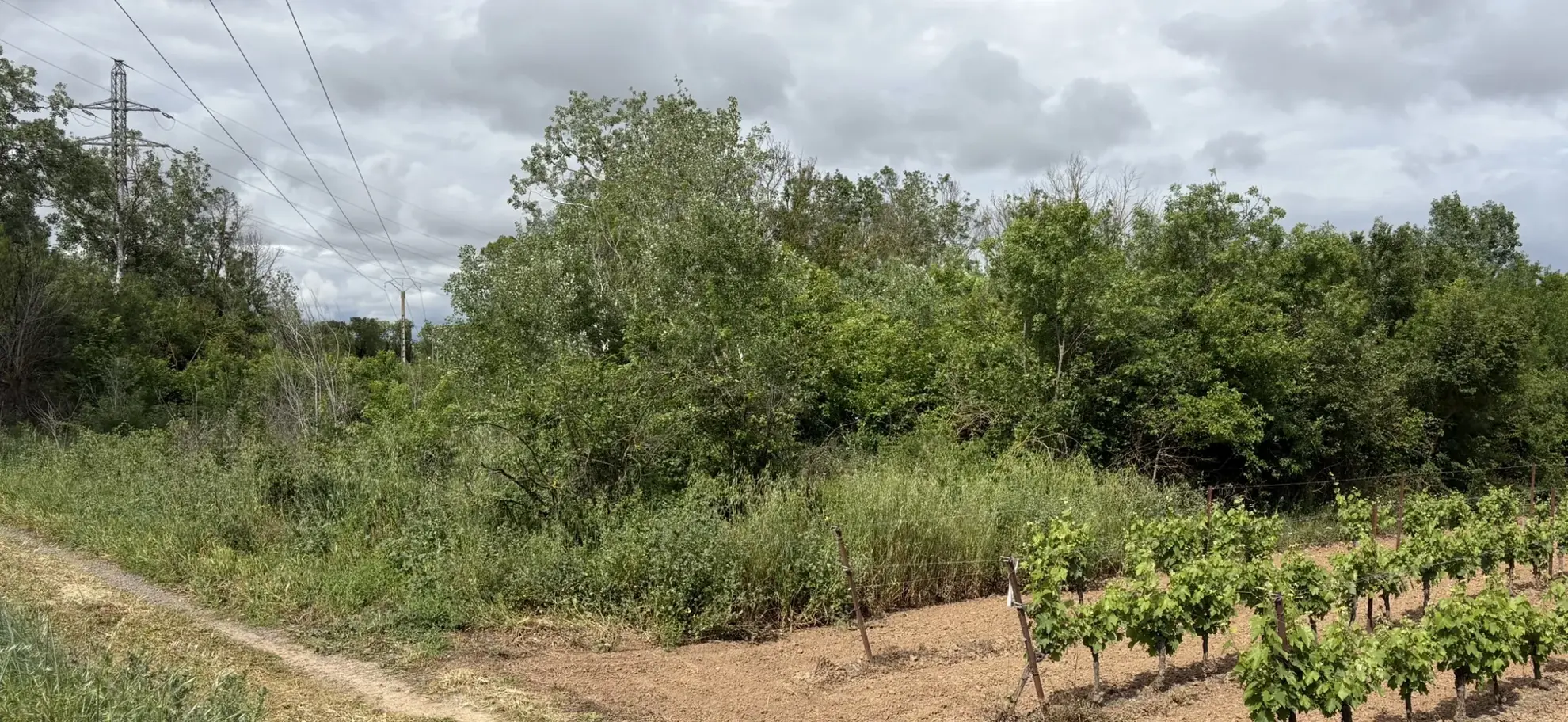 Terrain de loisir à vendre à Florensac - 3 800 m² près des plages méditerranéennes 