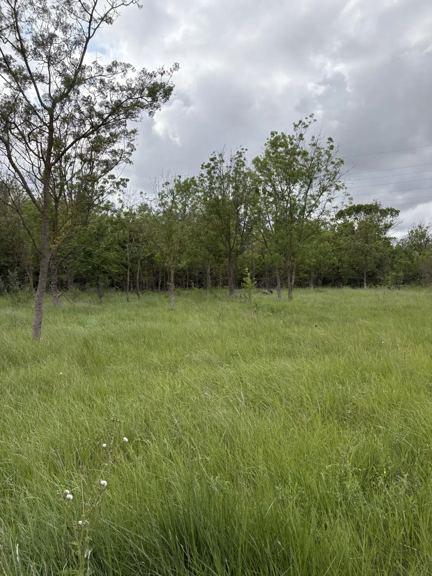 Terrain de loisir à vendre à Florensac - 3 800 m² près des plages méditerranéennes 