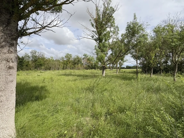 Terrain de loisir à vendre à Florensac - 3 800 m² près des plages méditerranéennes