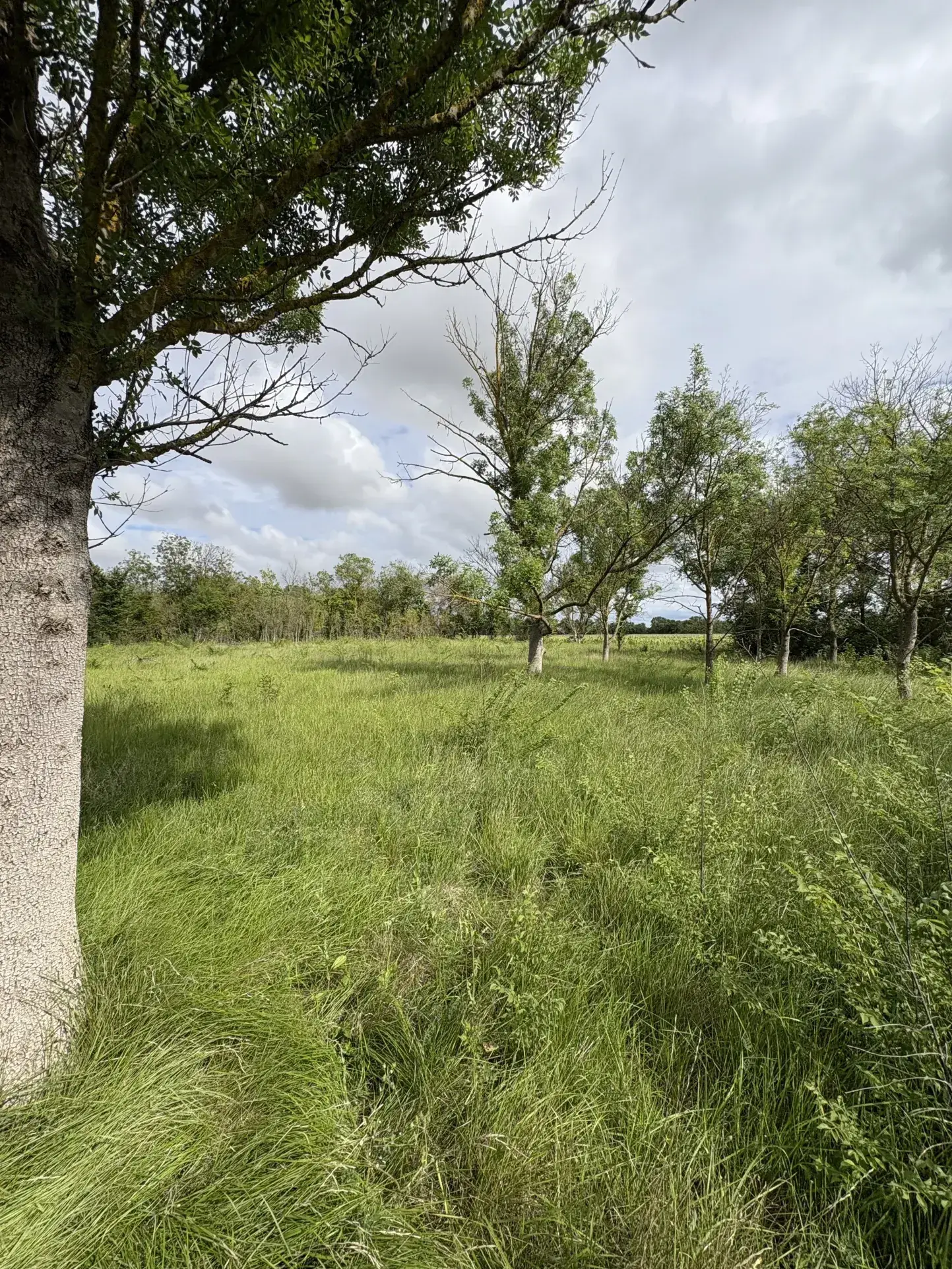 Terrain de loisir à vendre à Florensac - 3 800 m² près des plages méditerranéennes 