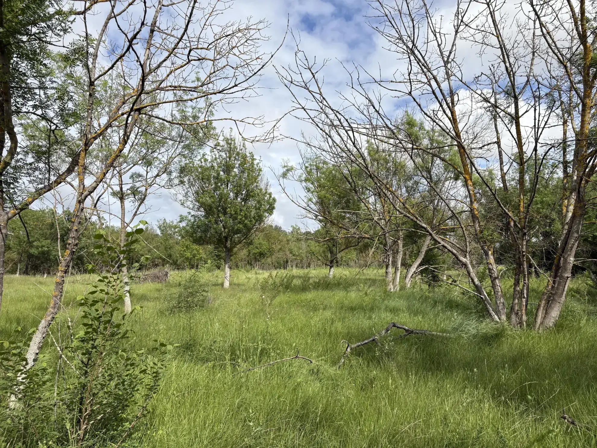 Terrain de loisir à vendre à Florensac - 3 800 m² près des plages méditerranéennes 