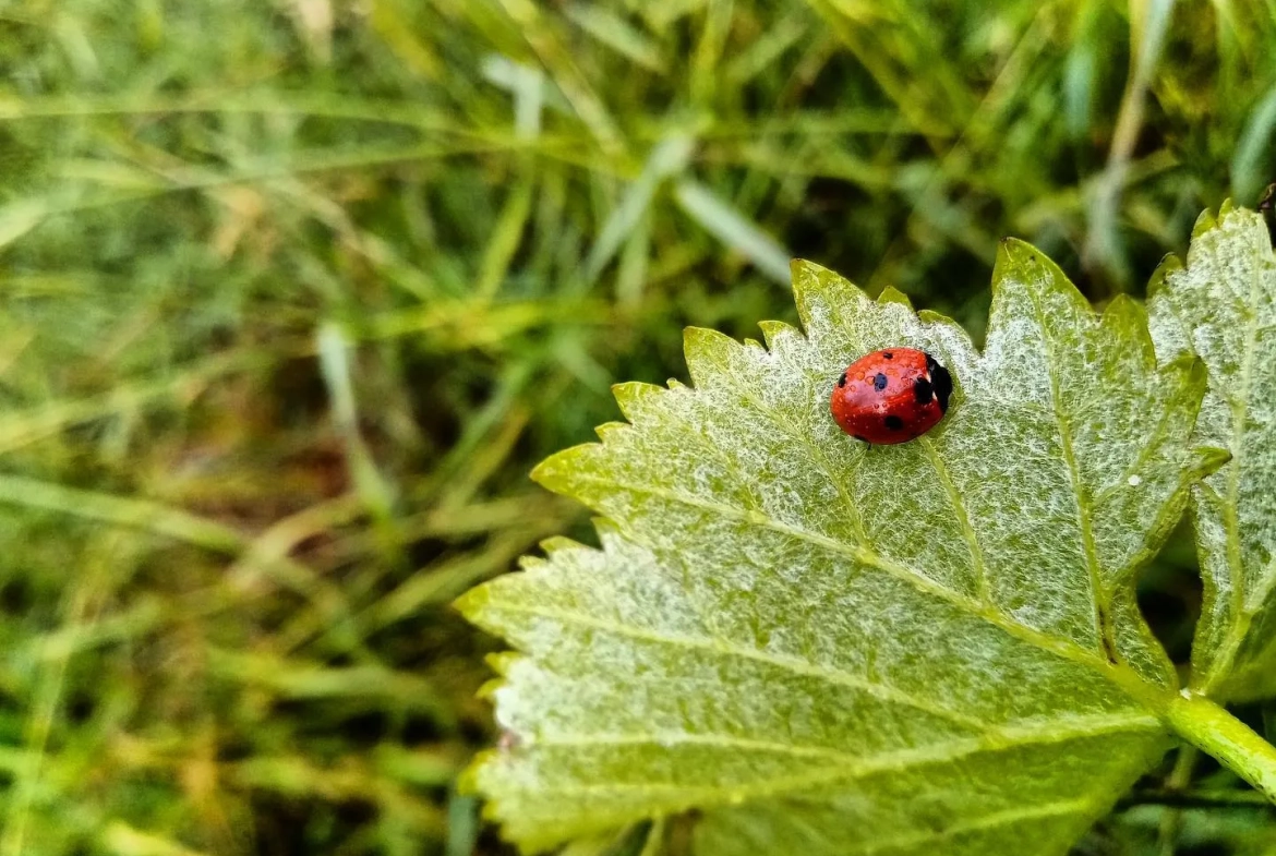 Vente d'un Château viticole de prestige en Médoc avec 22 hectares en Agriculture Biologique 