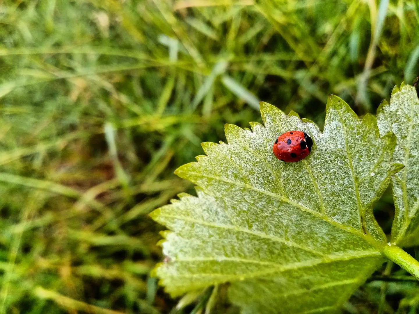 Vente d'un Château viticole de prestige en Médoc avec 22 hectares en Agriculture Biologique 