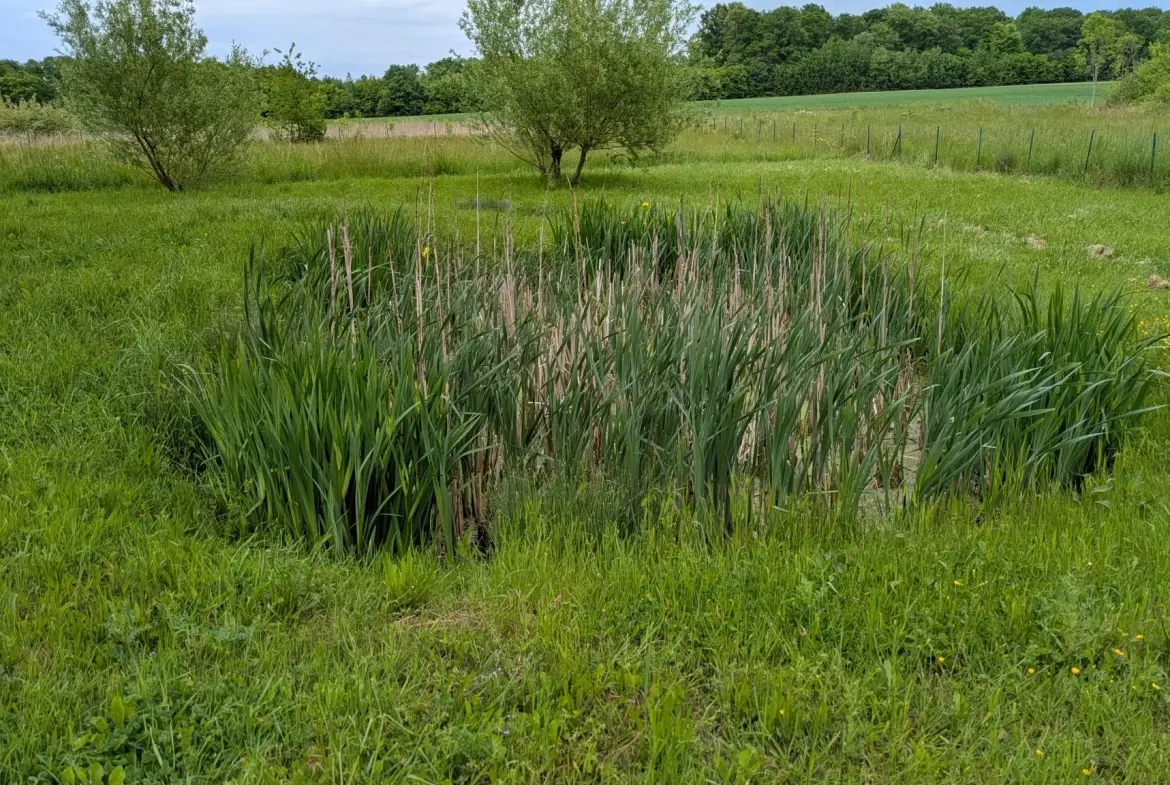 Magnifique maison rénovée de 145 m² avec grand terrain à Bois-de-Gand 