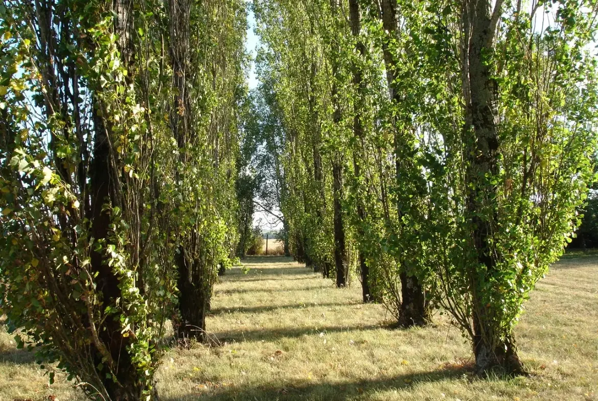 Maison de campagne avec piscine et dépendances à Vendôme 