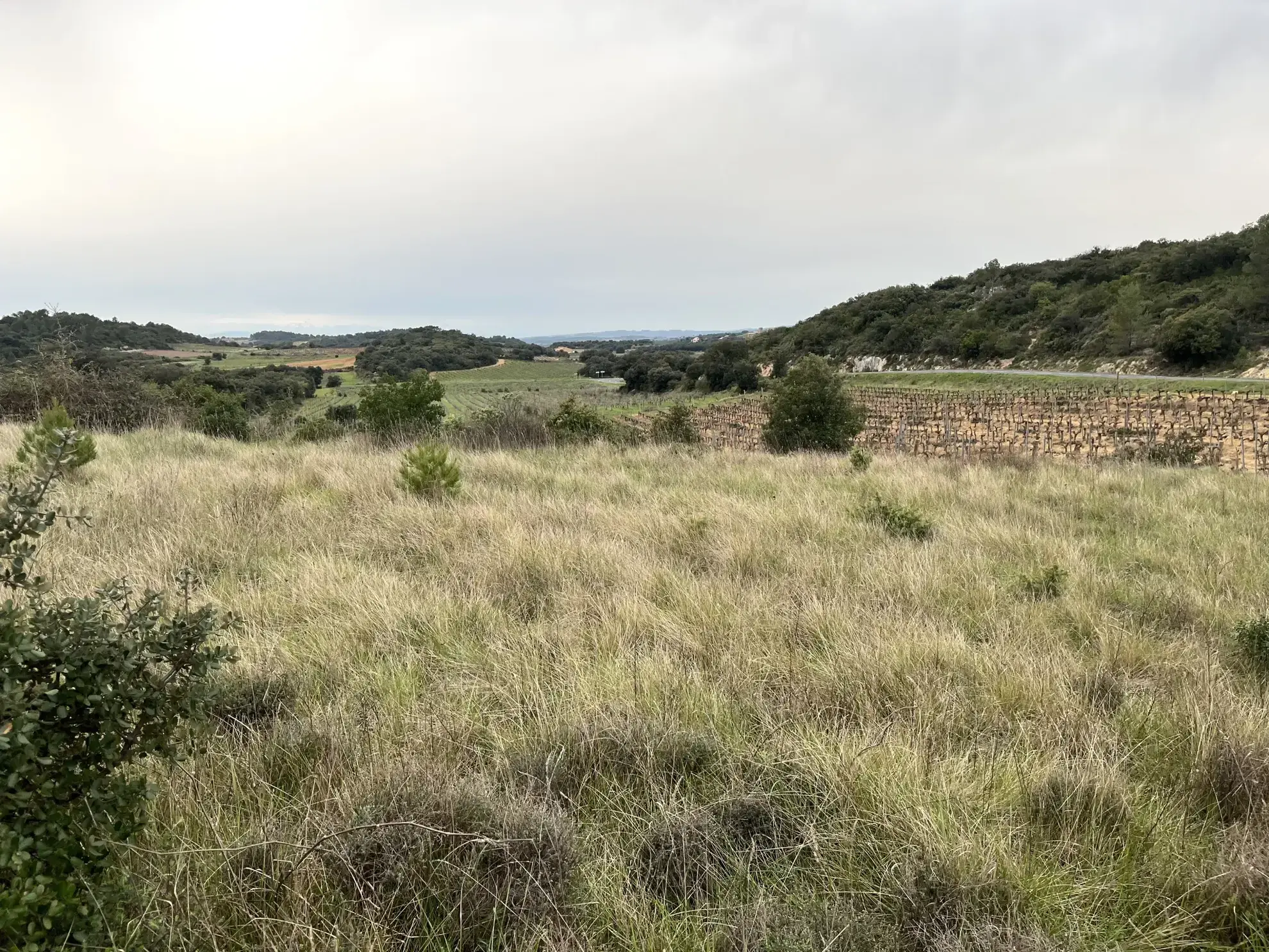Terrain de 9590 m² à vendre entre Saint-Chinian et Assignan pour projets agricoles ou de loisirs 