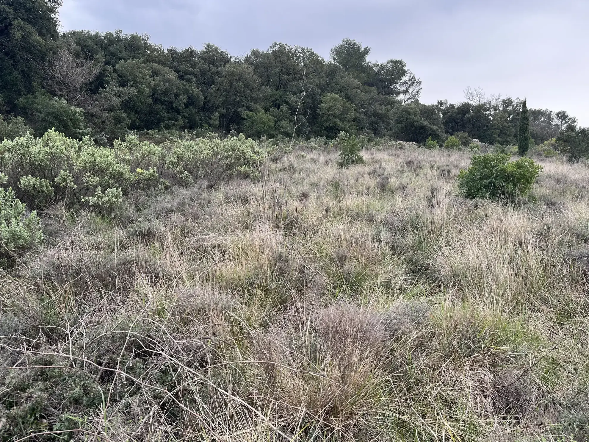 Terrain de 9590 m² à vendre entre Saint-Chinian et Assignan pour projets agricoles ou de loisirs 