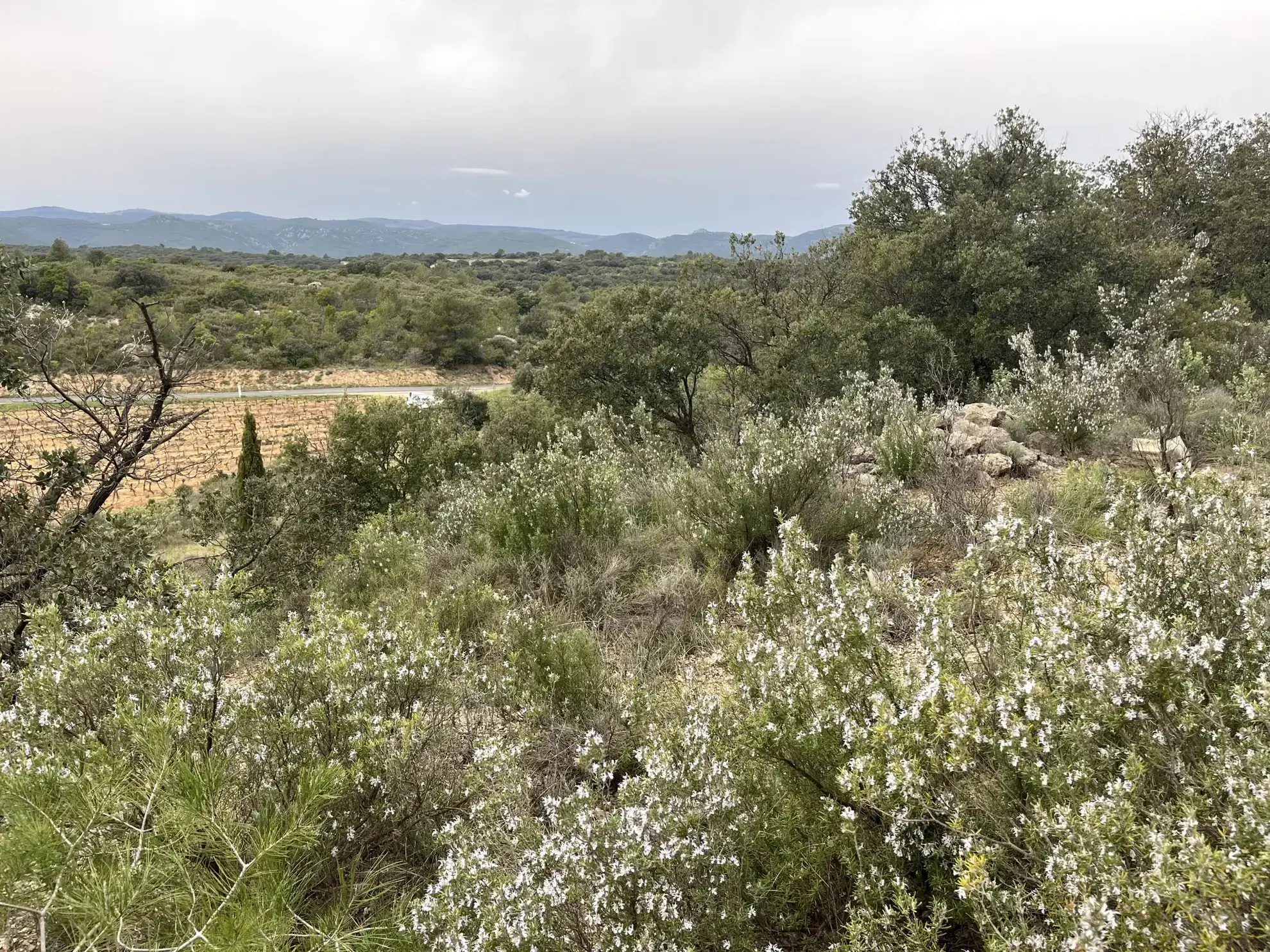 Terrain de 9590 m² à vendre entre Saint-Chinian et Assignan pour projets agricoles ou de loisirs 