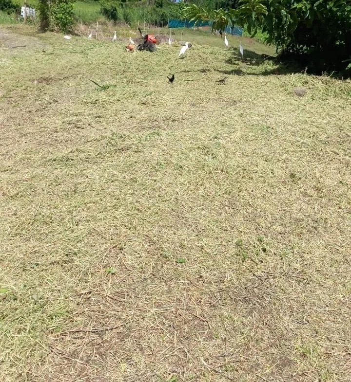 Terrain de 1001 m² à Trinité, à 10 min de la plage de Cosmy, idéal pour investissement ou construction 