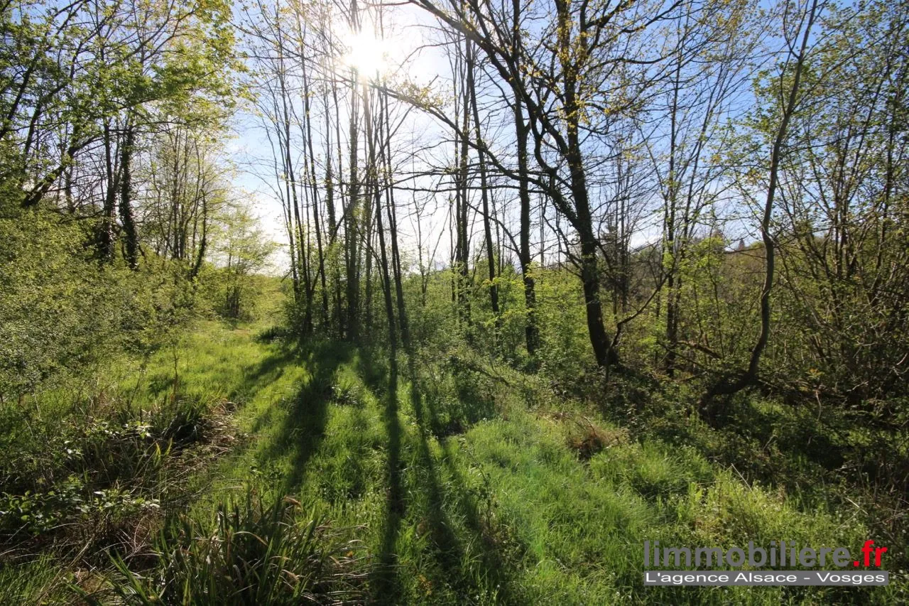 Beau terrain non constructible de 1,5ha avec vue panoramique à Saint Dié Des Vosges 