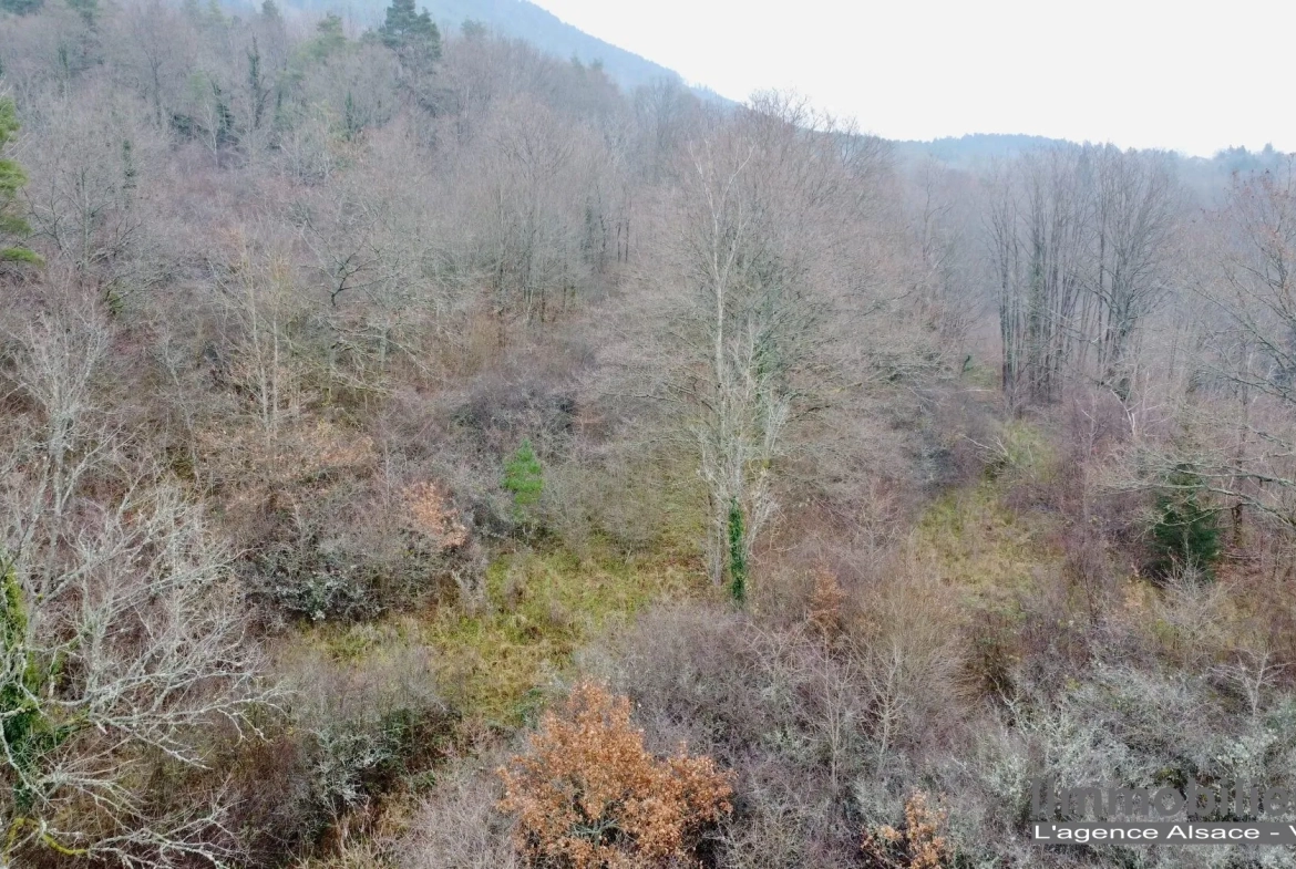 Beau terrain non constructible de 1,5ha avec vue panoramique à Saint Dié Des Vosges 