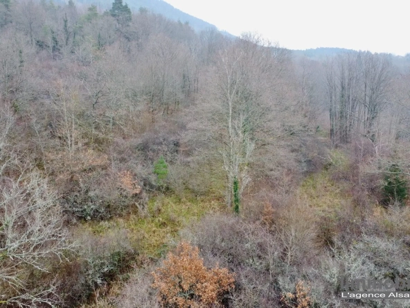 Beau terrain non constructible de 1,5ha avec vue panoramique à Saint Dié Des Vosges