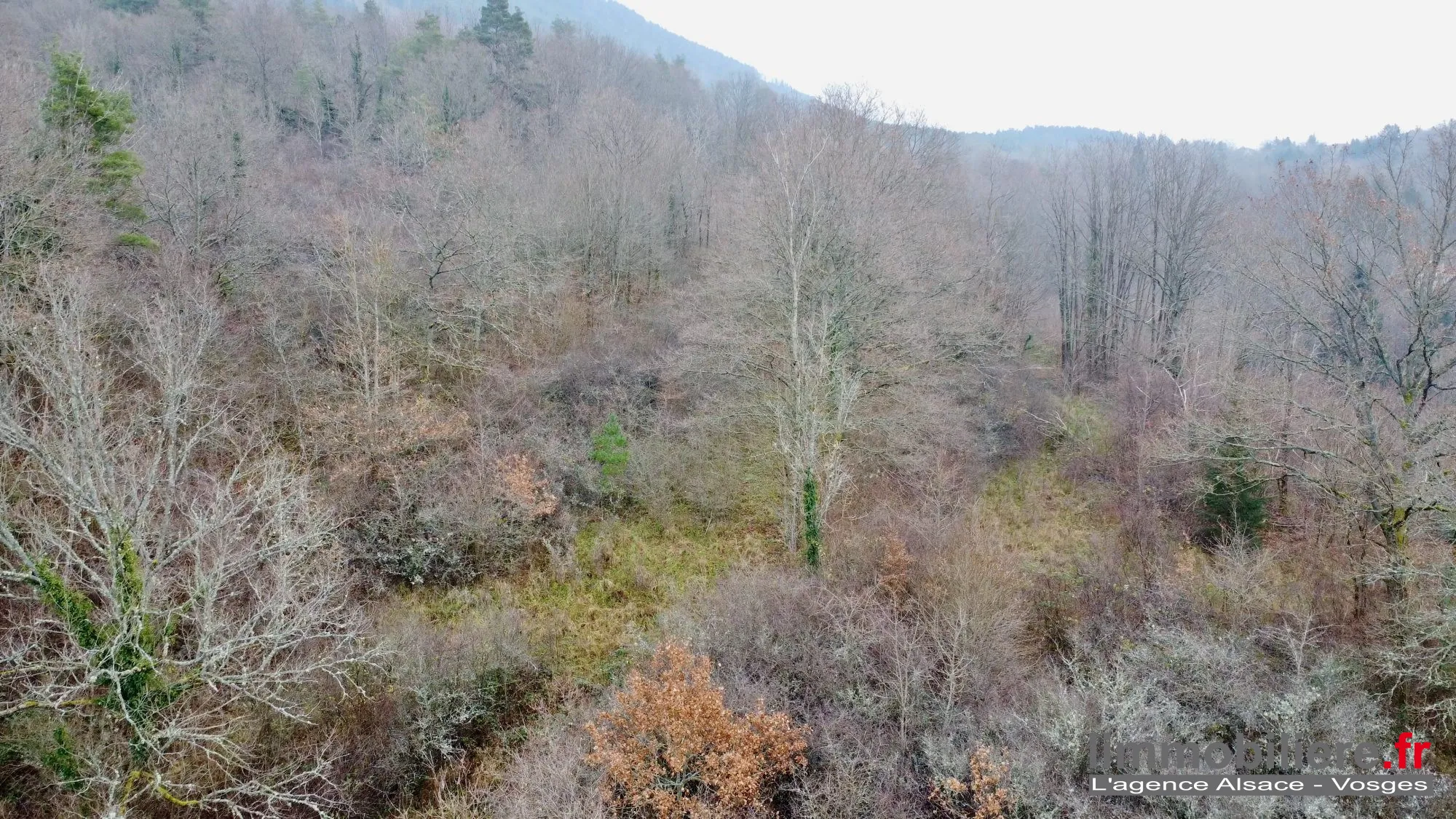 Beau terrain non constructible de 1,5ha avec vue panoramique à Saint Dié Des Vosges 