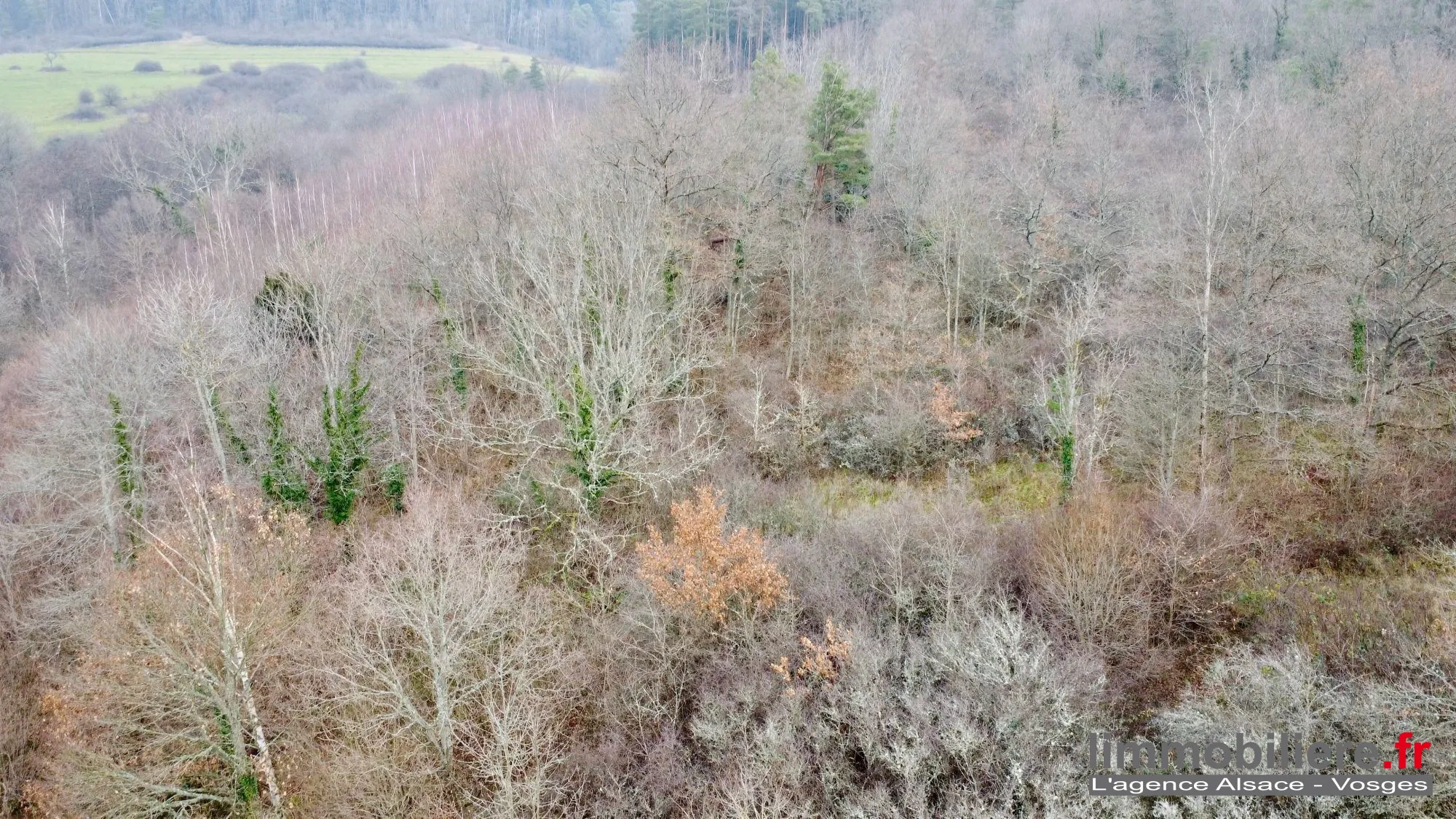Beau terrain non constructible de 1,5ha avec vue panoramique à Saint Dié Des Vosges 