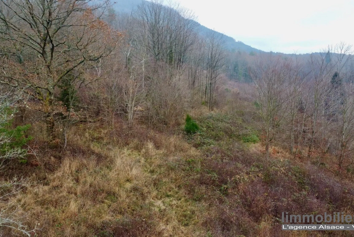 Beau terrain non constructible de 1,5ha avec vue panoramique à Saint Dié Des Vosges 