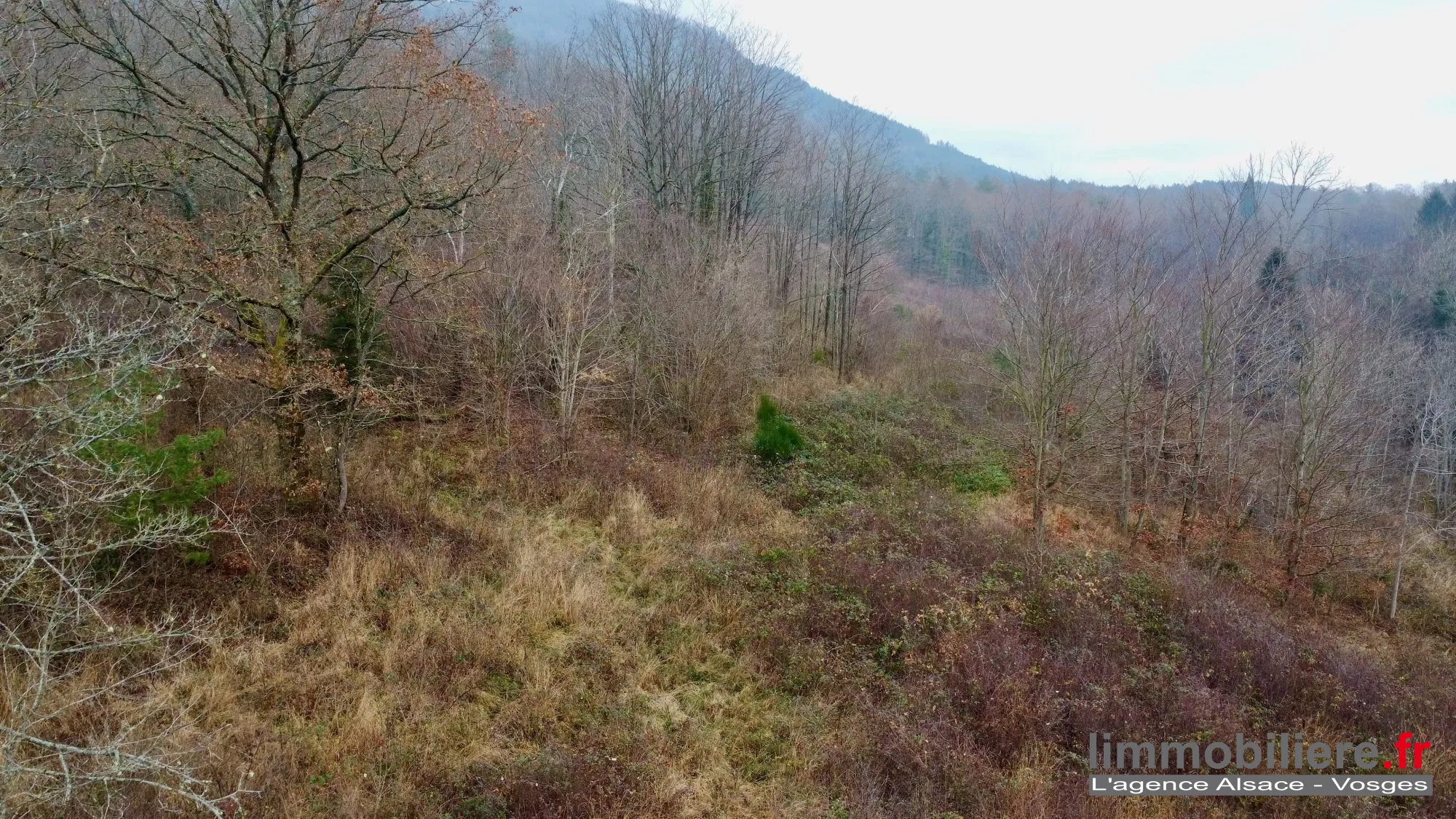 Beau terrain non constructible de 1,5ha avec vue panoramique à Saint Dié Des Vosges 