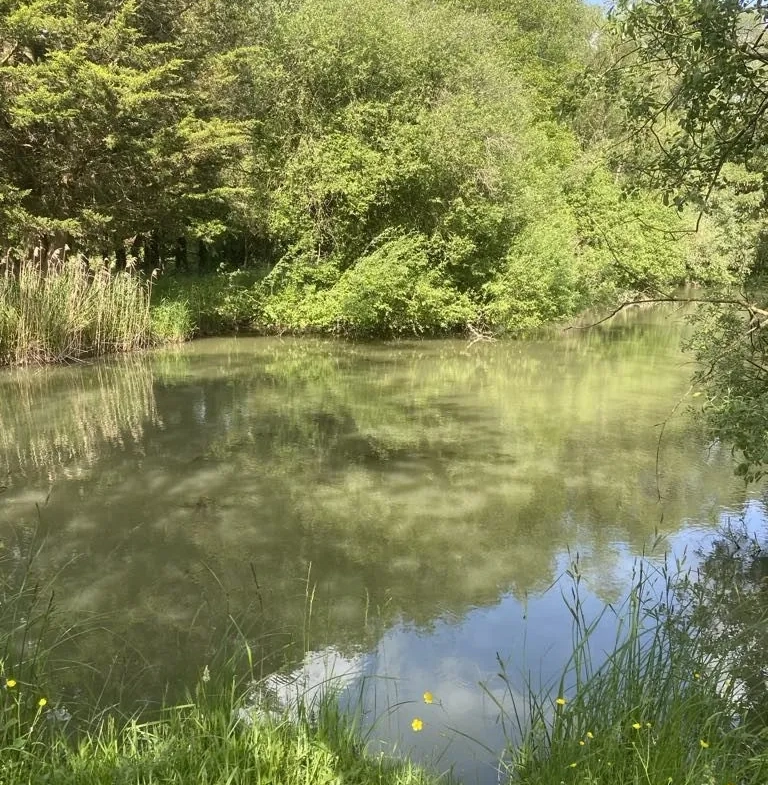 Terrain de 6297 m² à Trondes avec étang, calme et nature 
