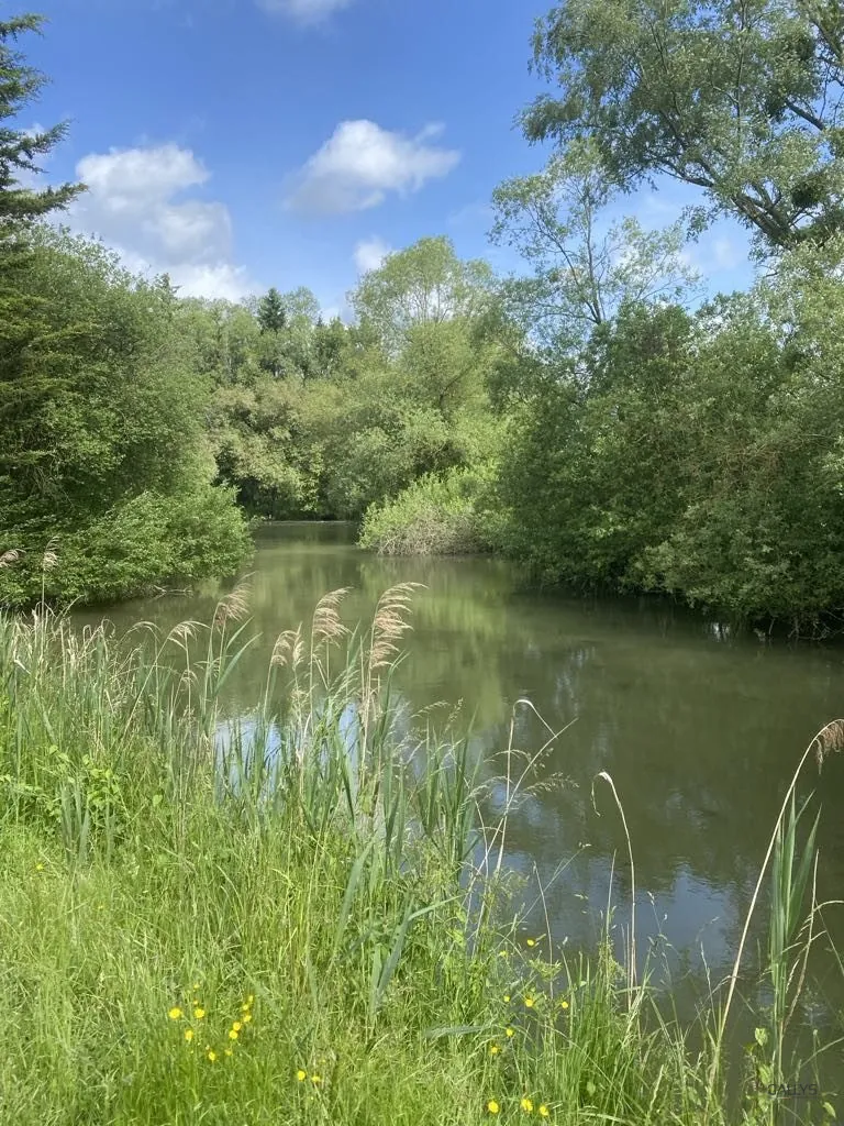 Terrain de 6297 m² à Trondes avec étang, calme et nature 