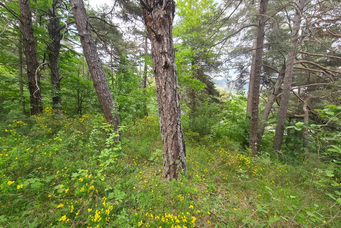 À vendre terrain de 1896 m² à Andon, secteur Tauran, environnement naturel et calme 