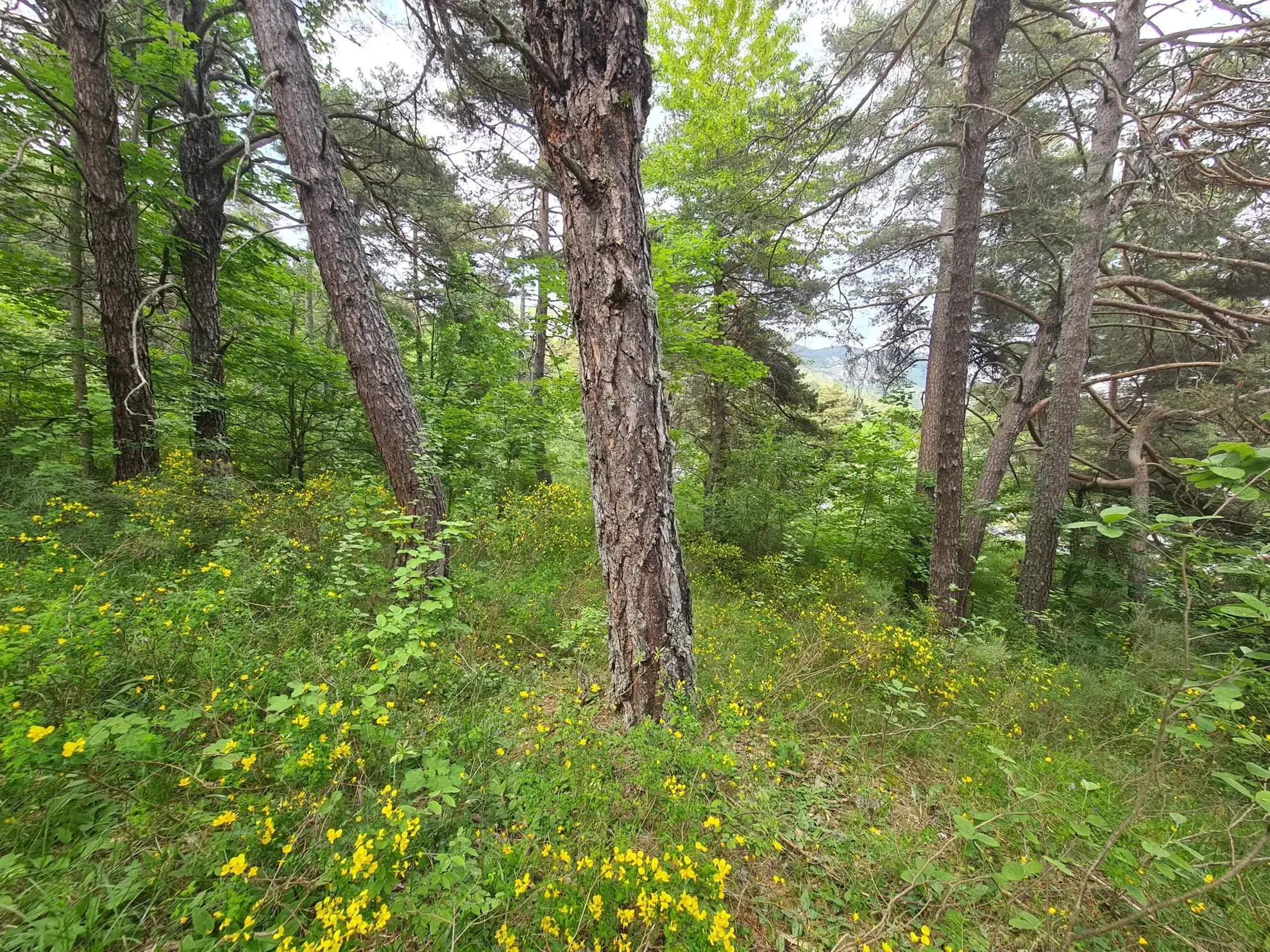 À vendre terrain de 1896 m² à Andon, secteur Tauran, environnement naturel et calme 