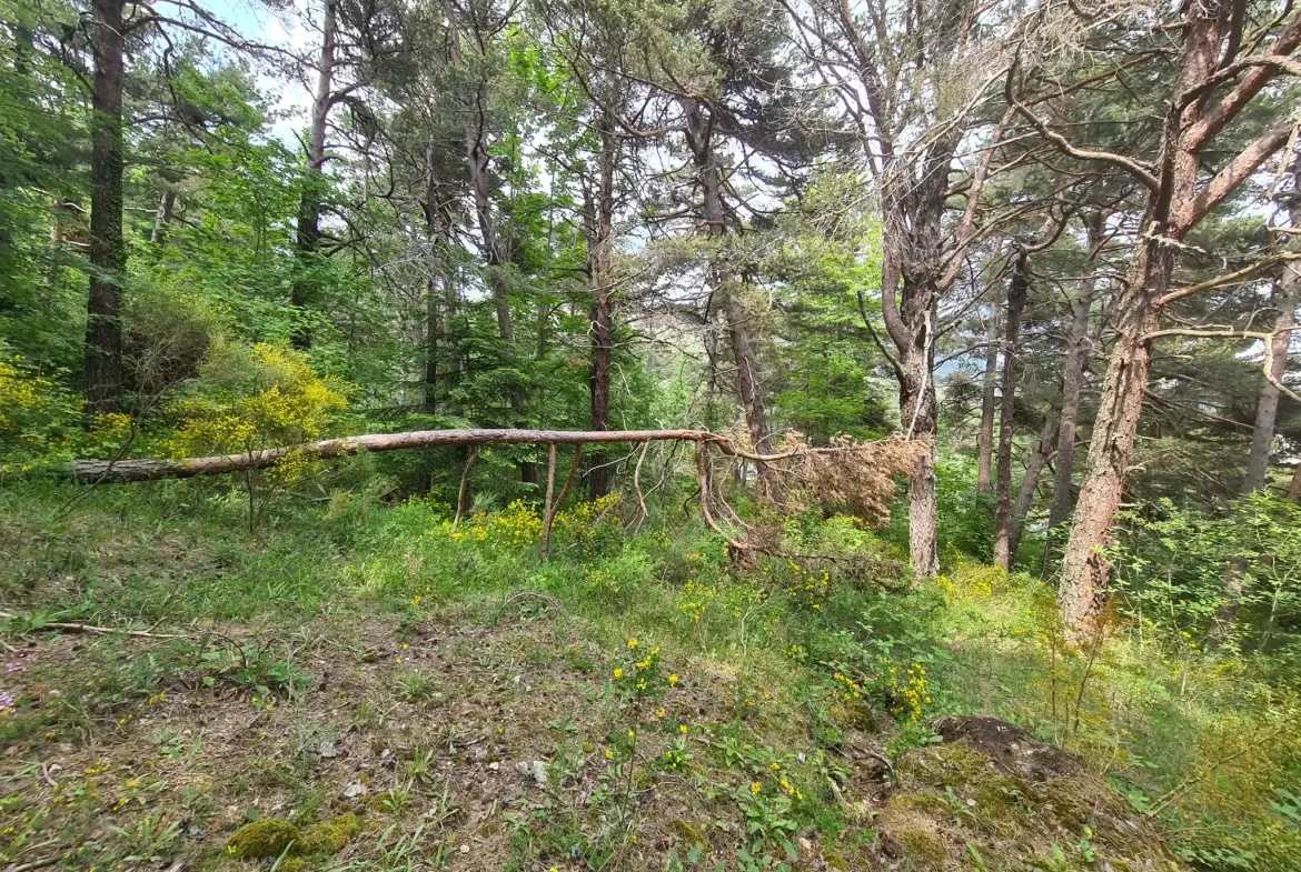 À vendre terrain de 1896 m² à Andon, secteur Tauran, environnement naturel et calme 