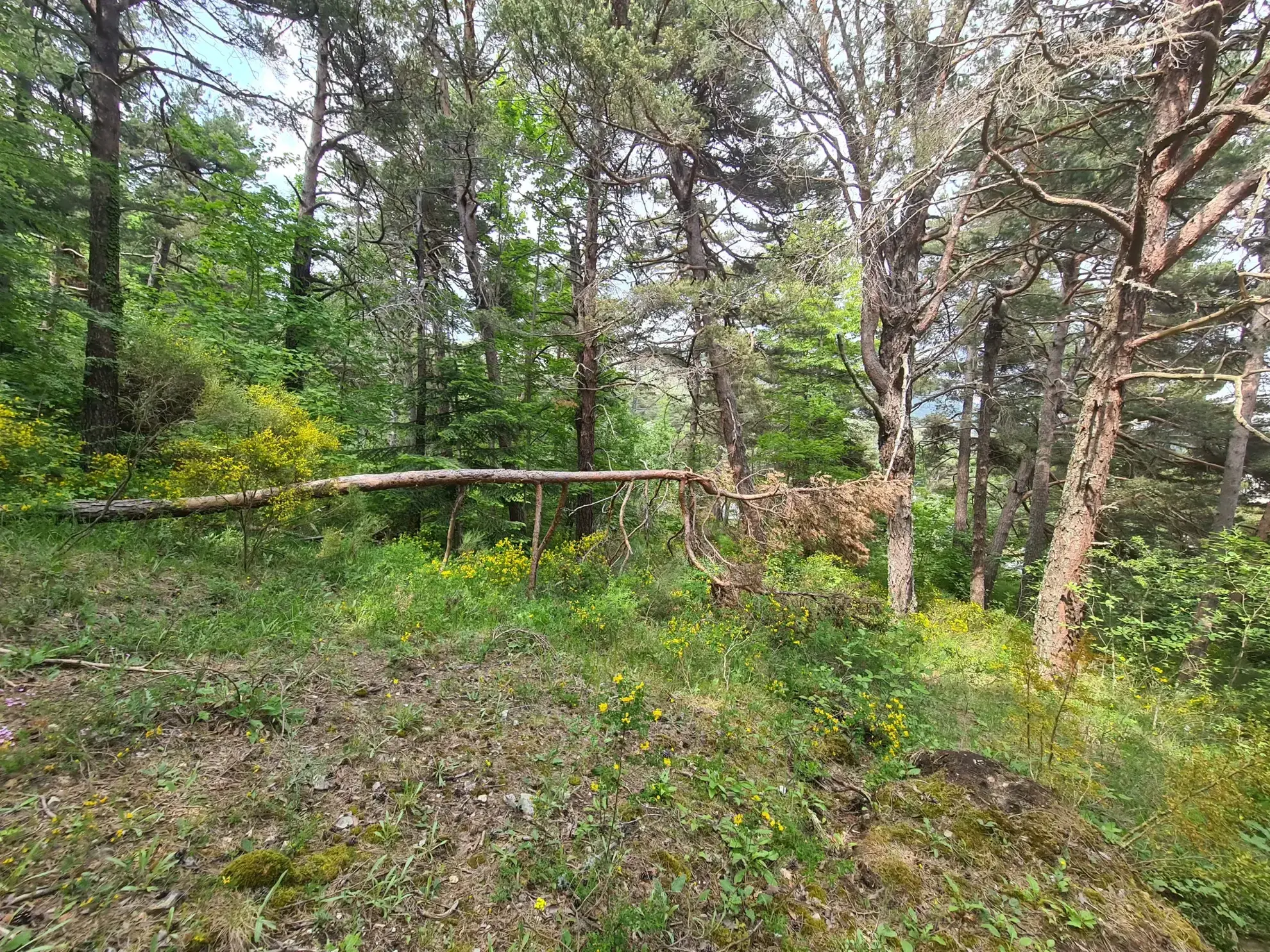 À vendre terrain de 1896 m² à Andon, secteur Tauran, environnement naturel et calme 