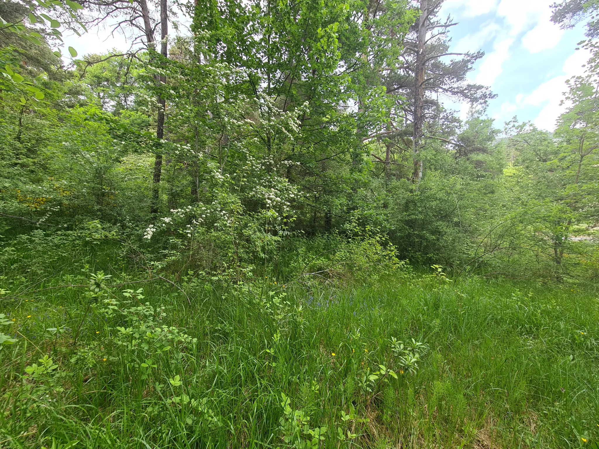 À vendre terrain de 1896 m² à Andon, secteur Tauran, environnement naturel et calme 