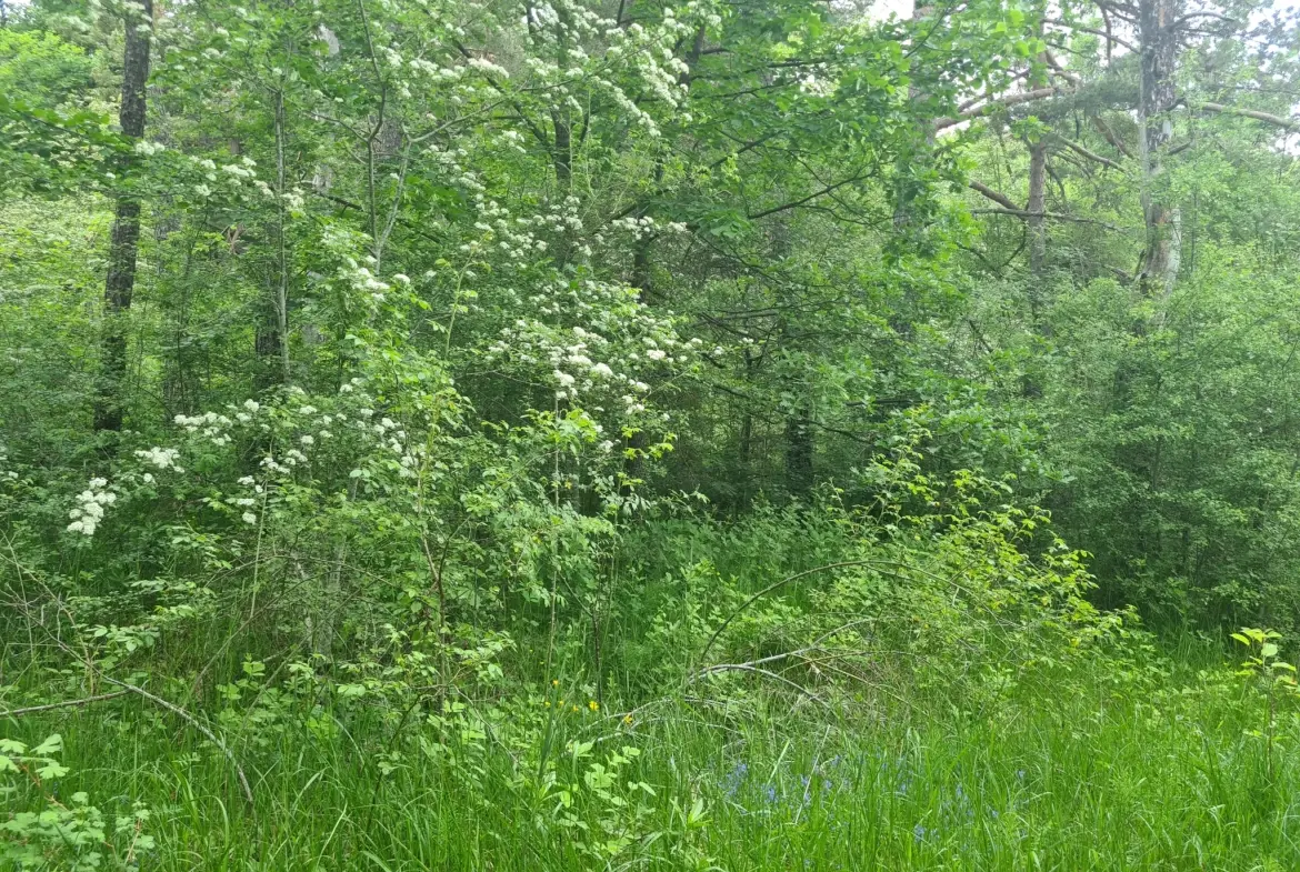 À vendre terrain de 1896 m² à Andon, secteur Tauran, environnement naturel et calme 