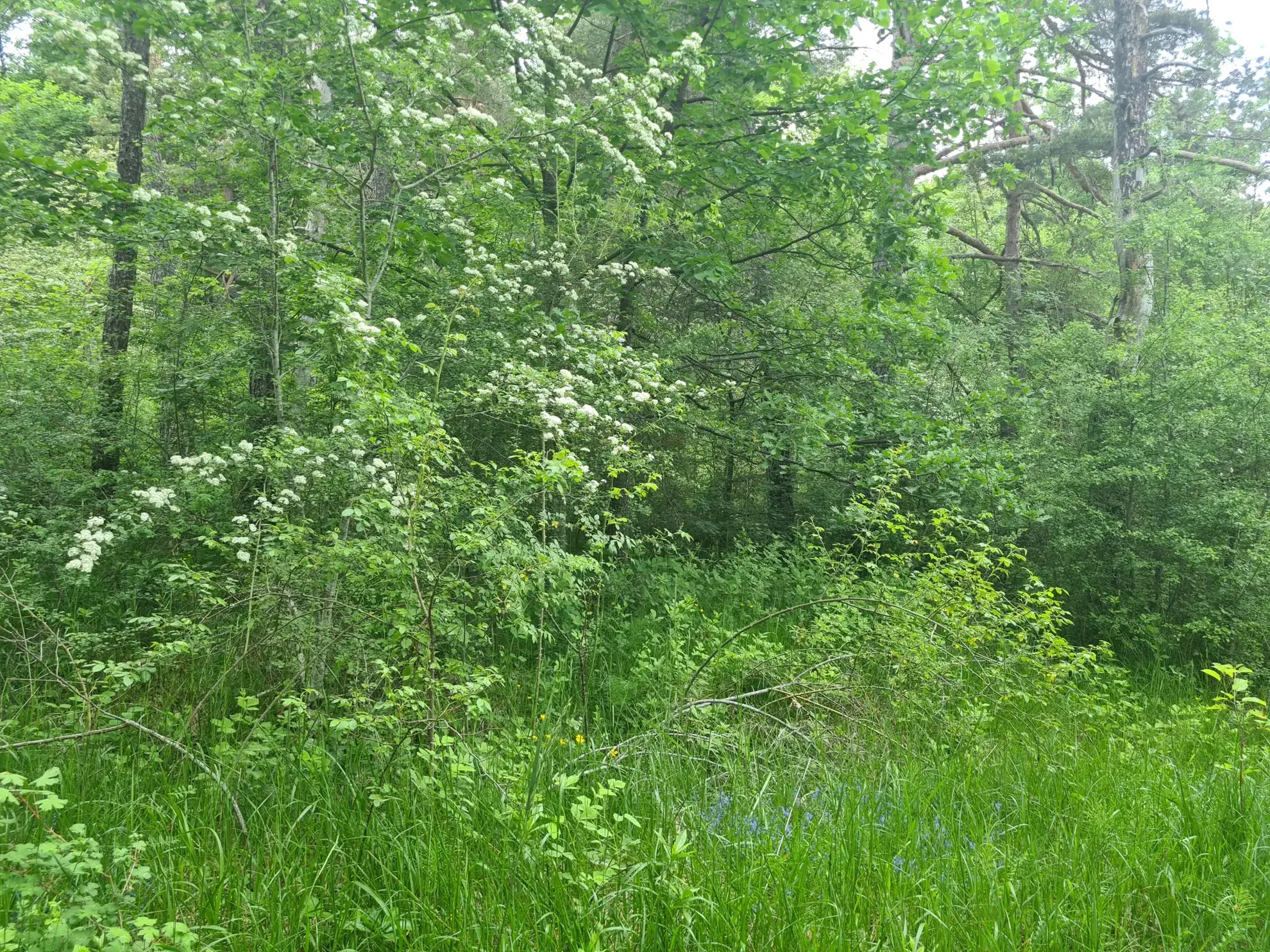 À vendre terrain de 1896 m² à Andon, secteur Tauran, environnement naturel et calme 