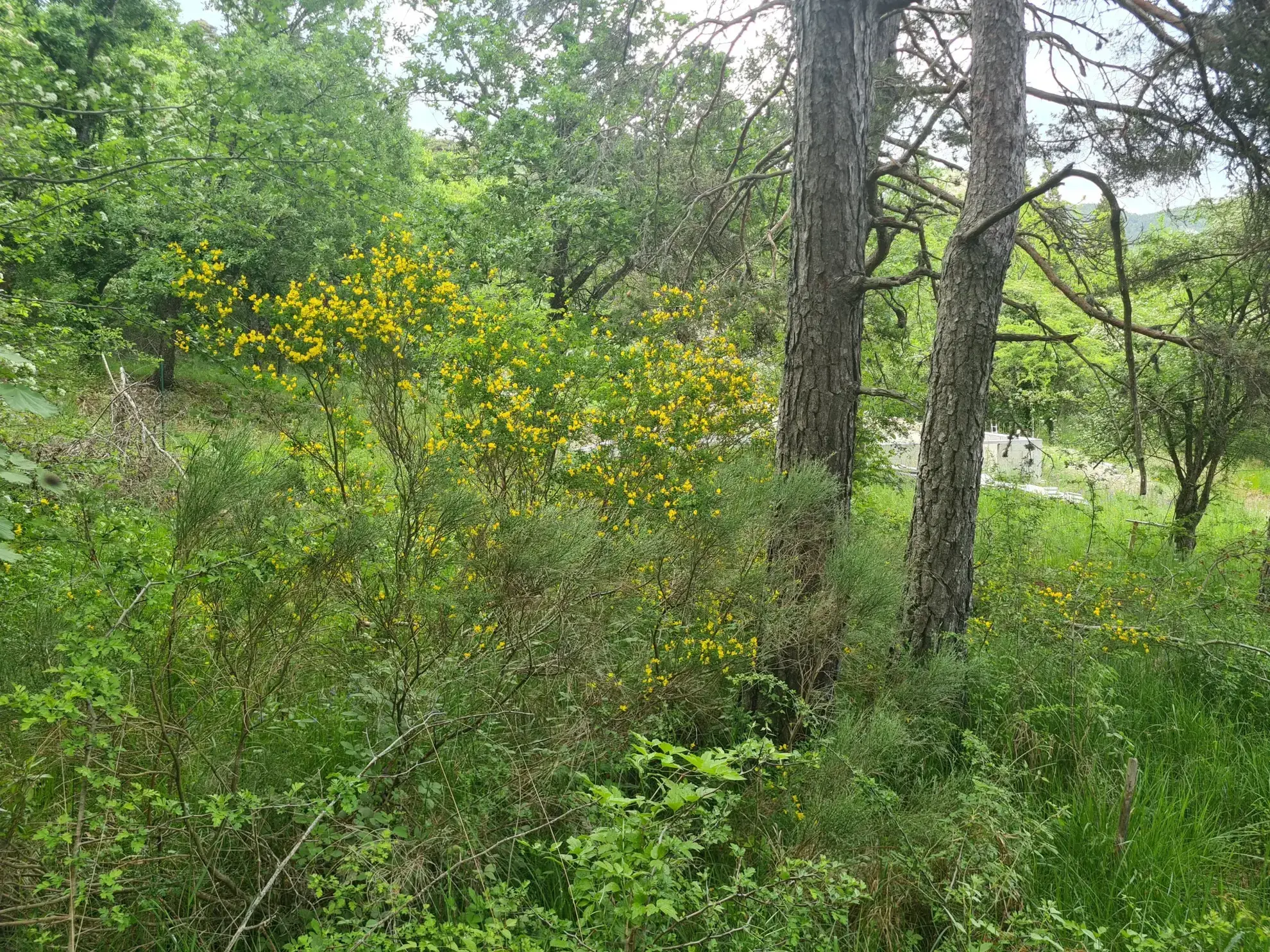 À vendre terrain de 1896 m² à Andon, secteur Tauran, environnement naturel et calme 