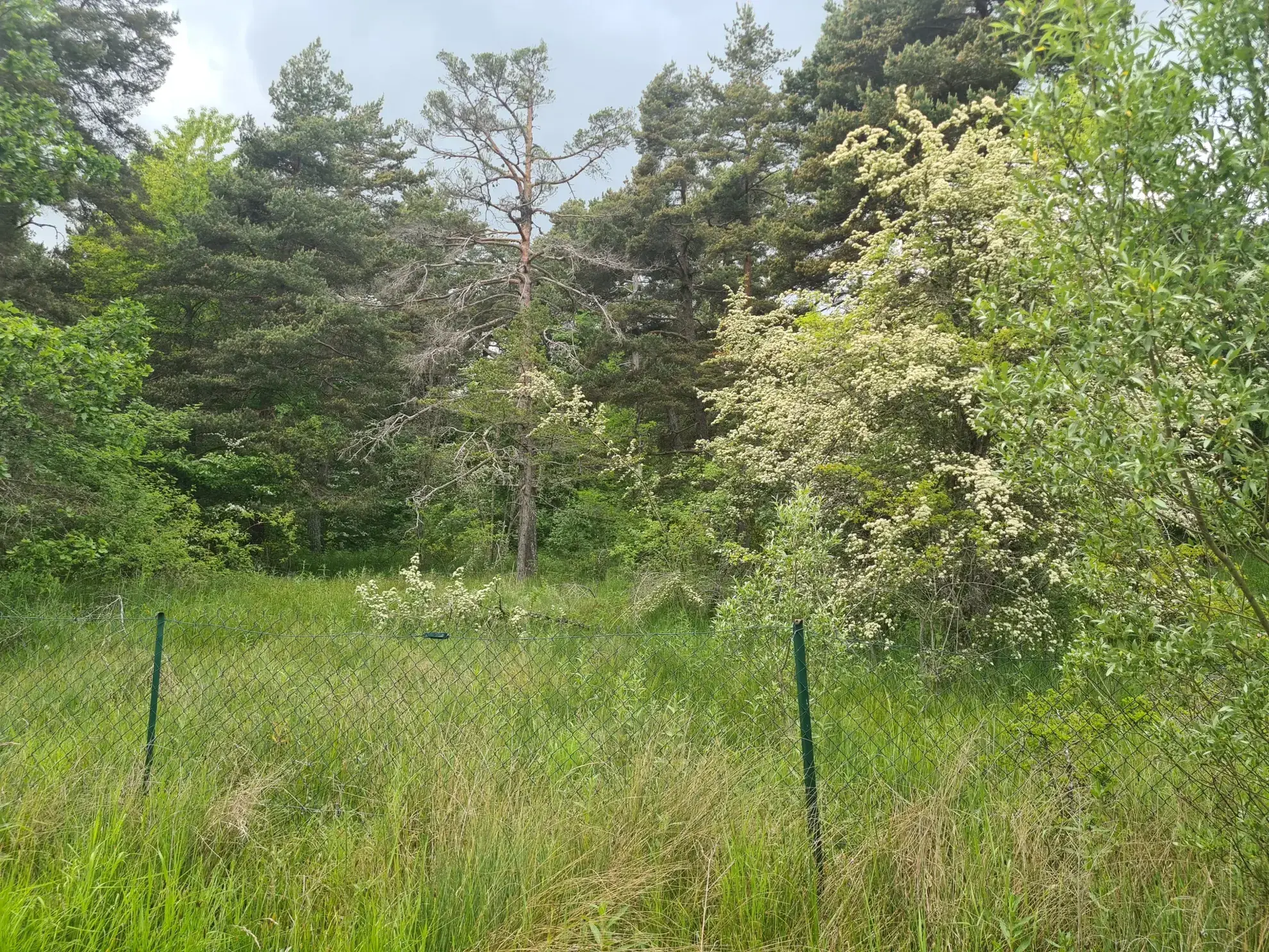 À vendre terrain de 1896 m² à Andon, secteur Tauran, environnement naturel et calme 
