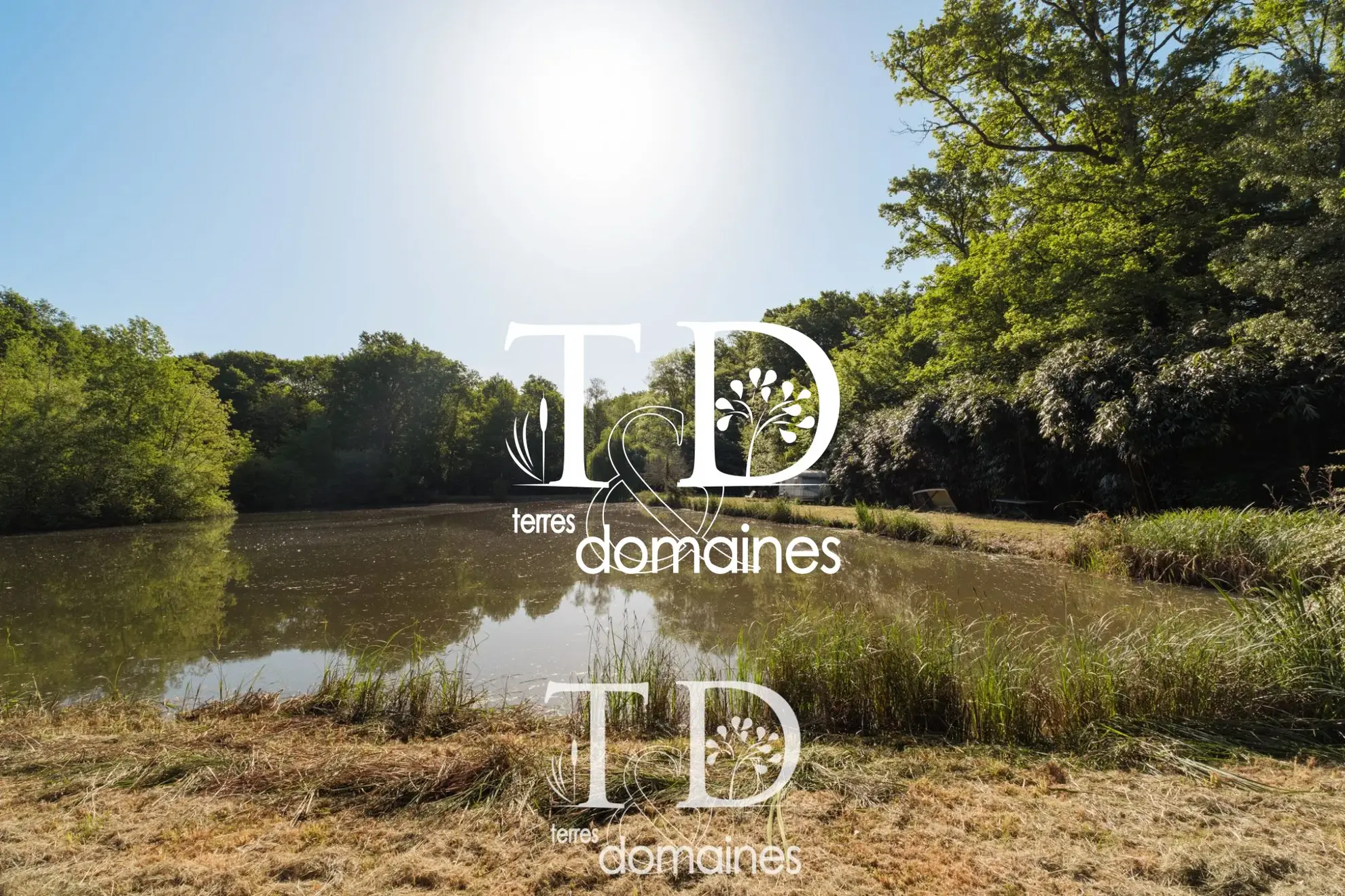 À vendre étang boisé de plus d'1 hectare à Cosne-sur-Loire 
