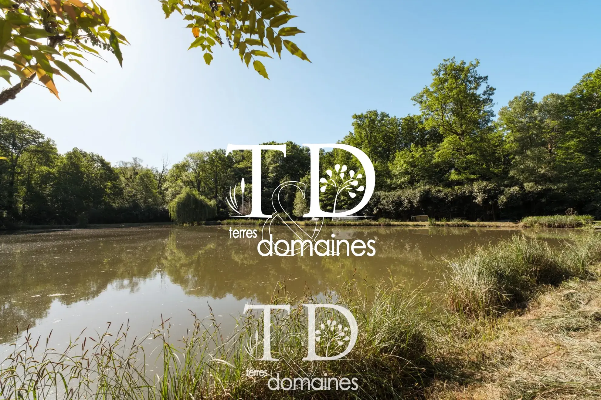 À vendre étang boisé de plus d'1 hectare à Cosne-sur-Loire 