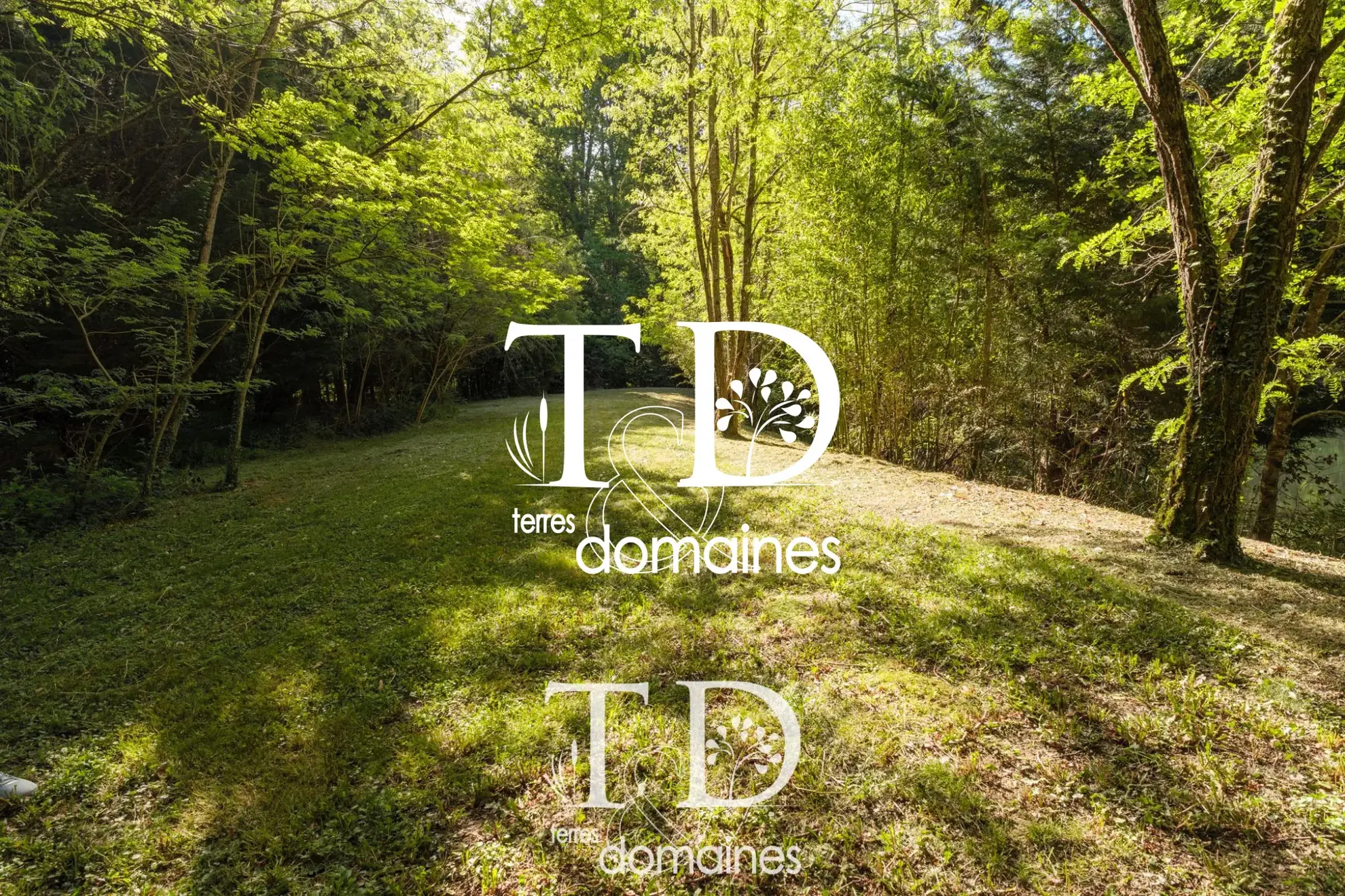 À vendre étang boisé de plus d'1 hectare à Cosne-sur-Loire 