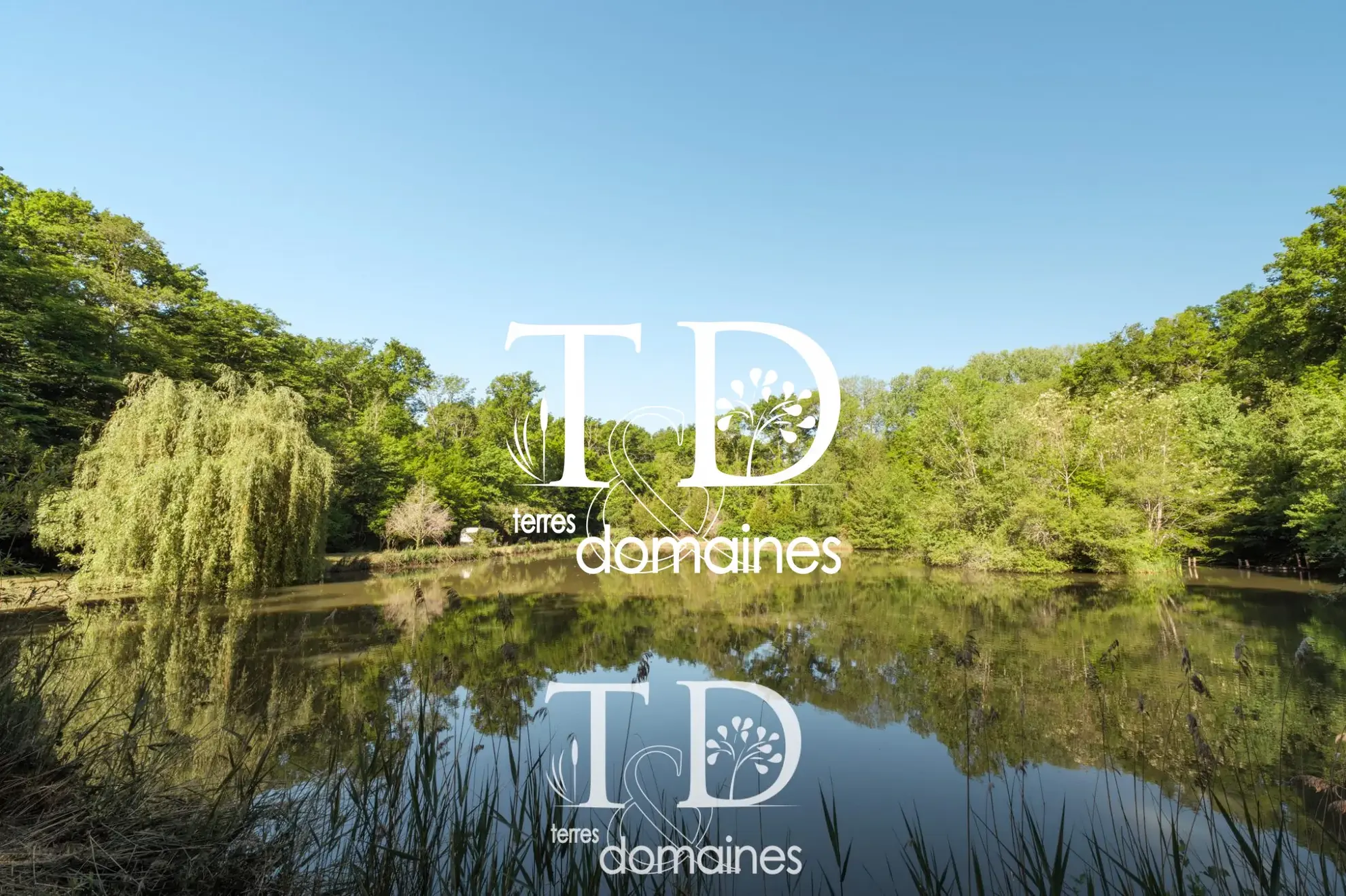 À vendre étang boisé de plus d'1 hectare à Cosne-sur-Loire 